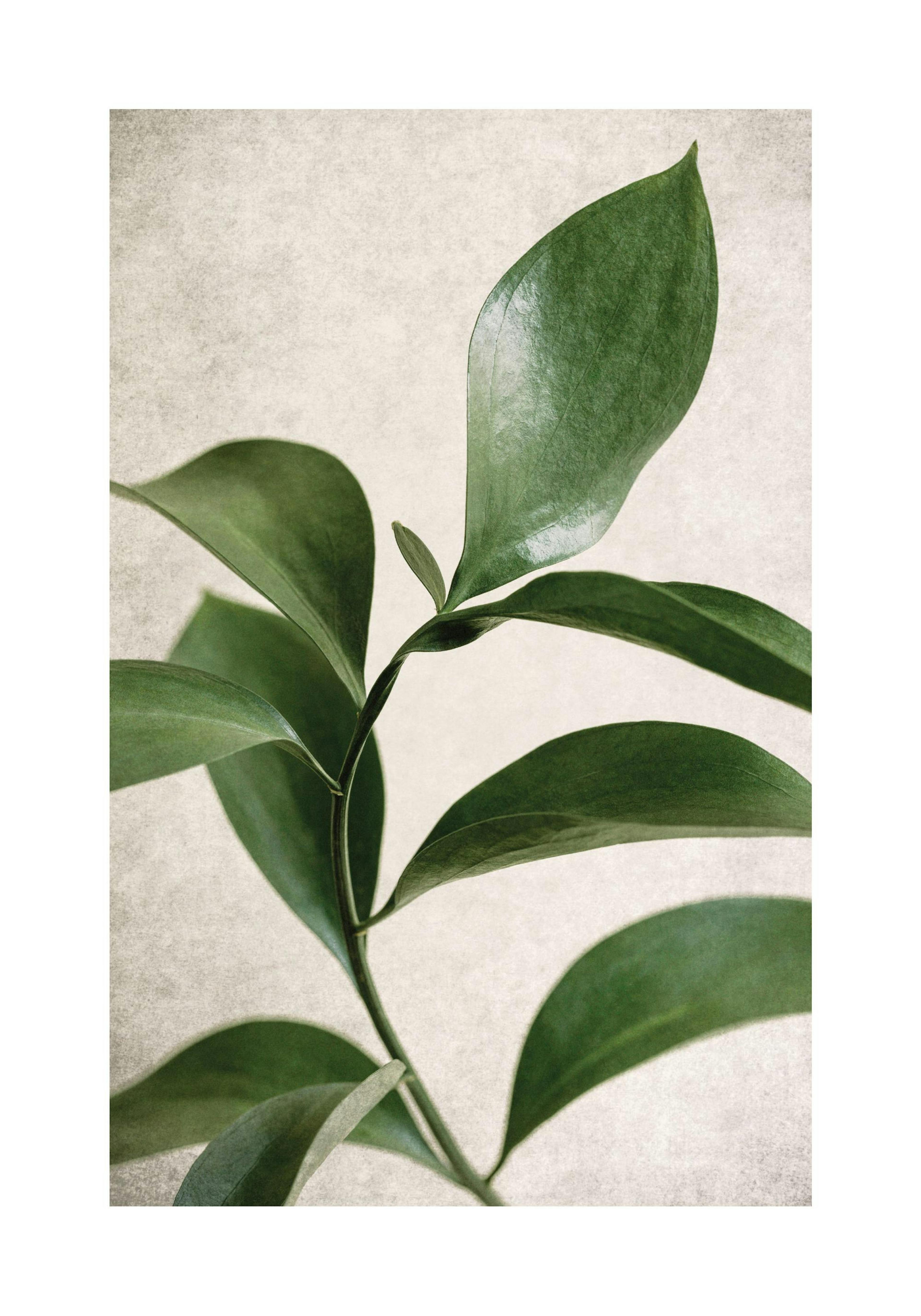Green Botanical Poster