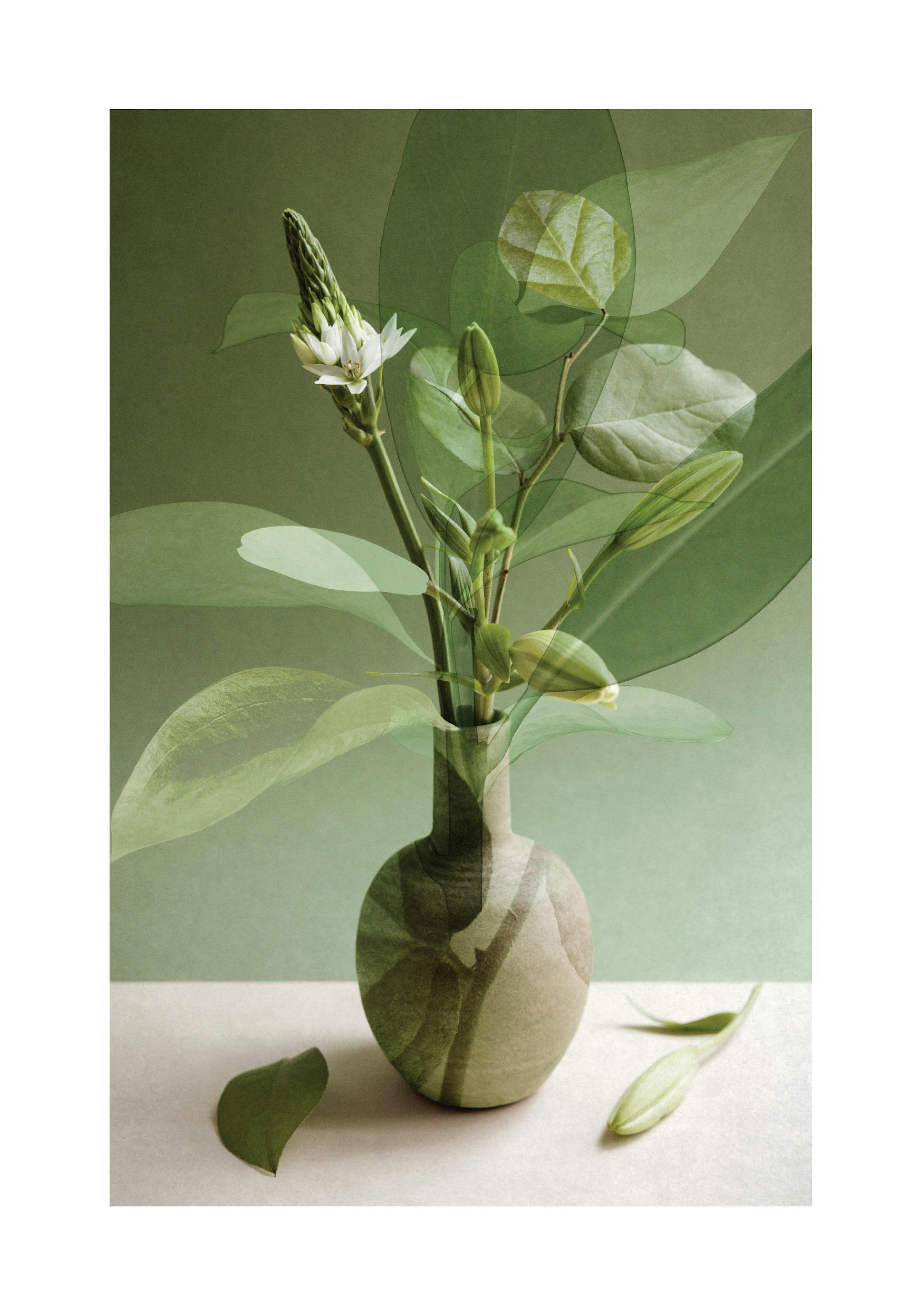 Multiple Botanicals Poster