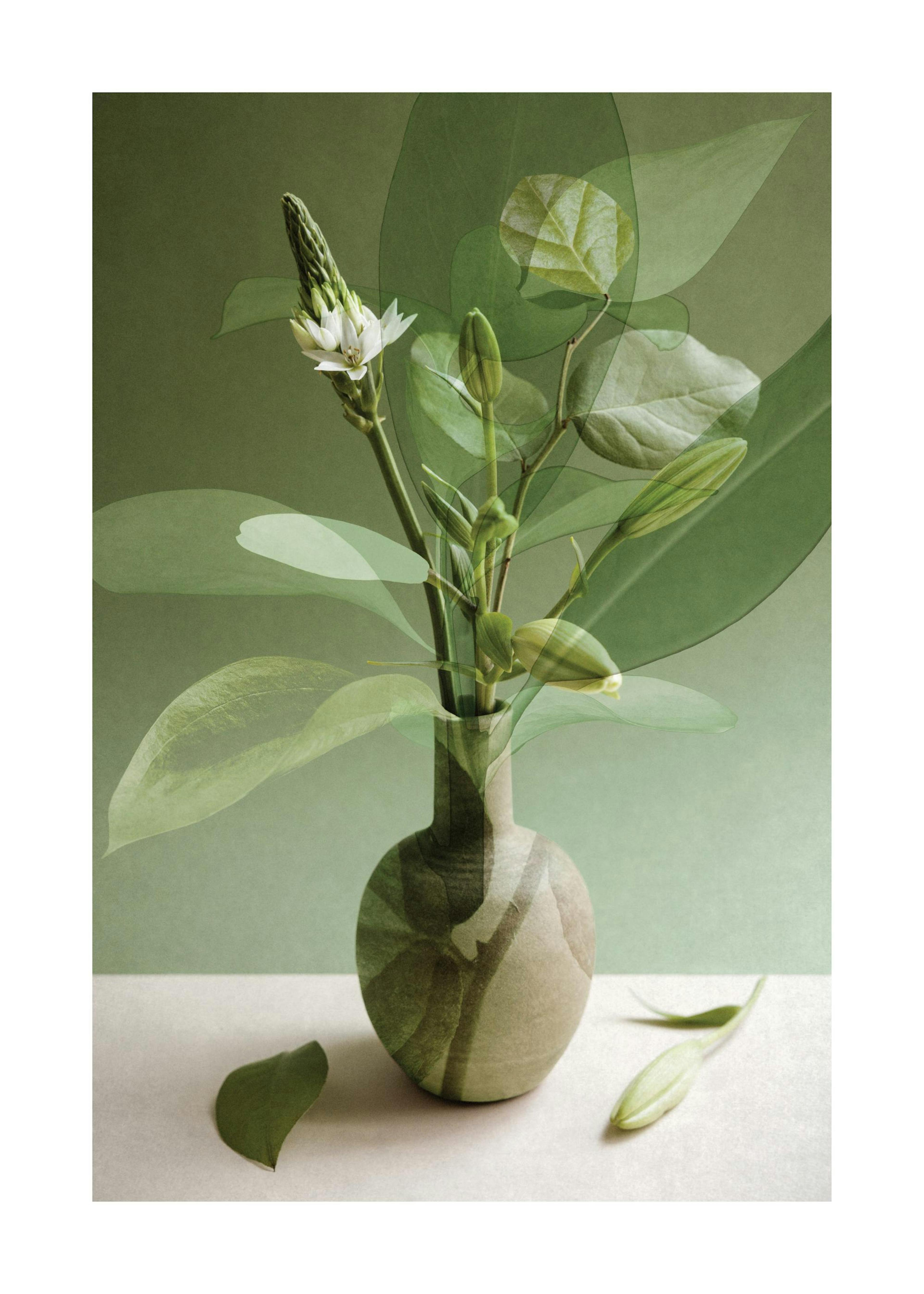 Multiple Botanicals Print 0