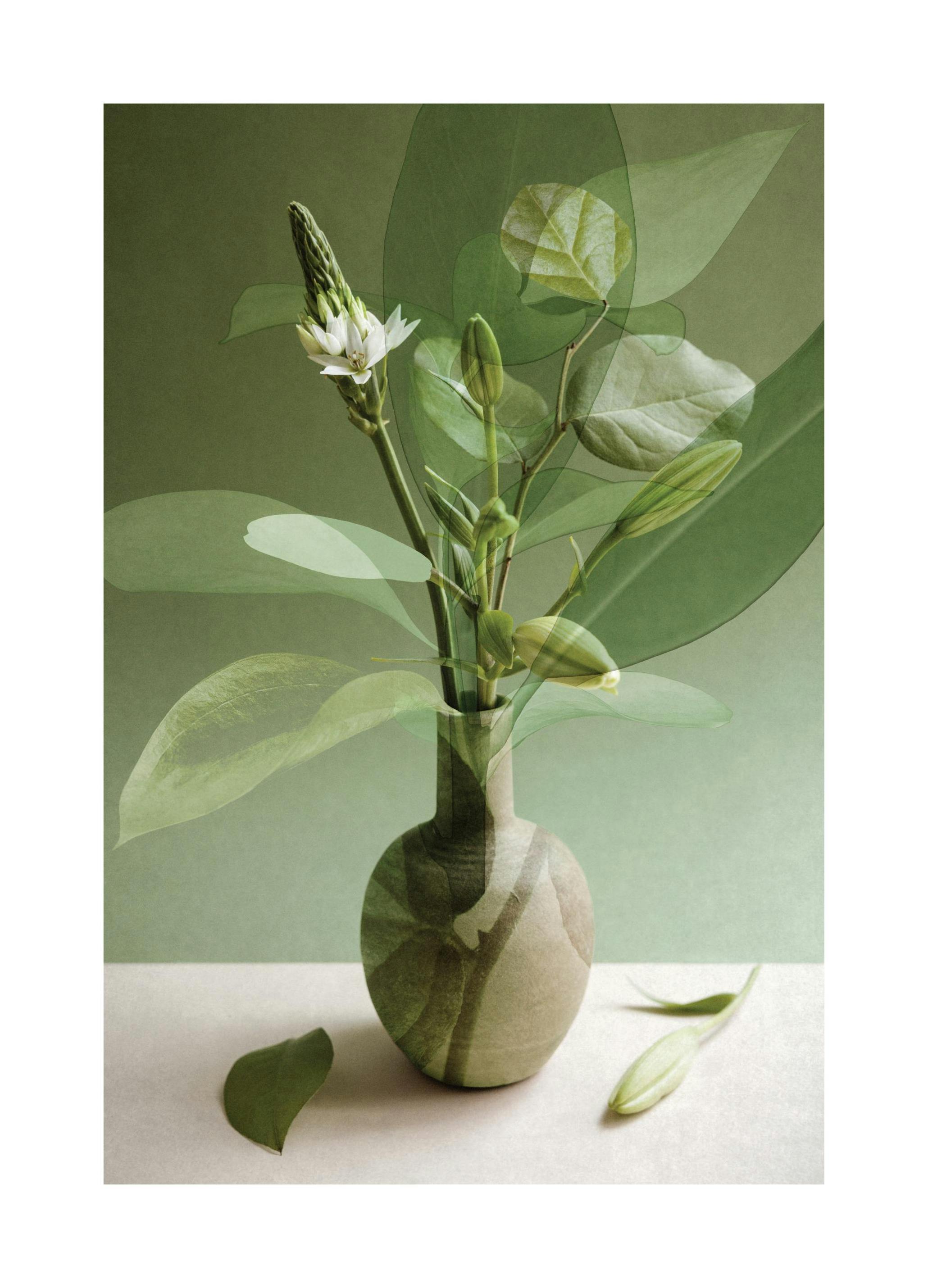 Multiple Botanicals Poster (50x70 cm)-Poster