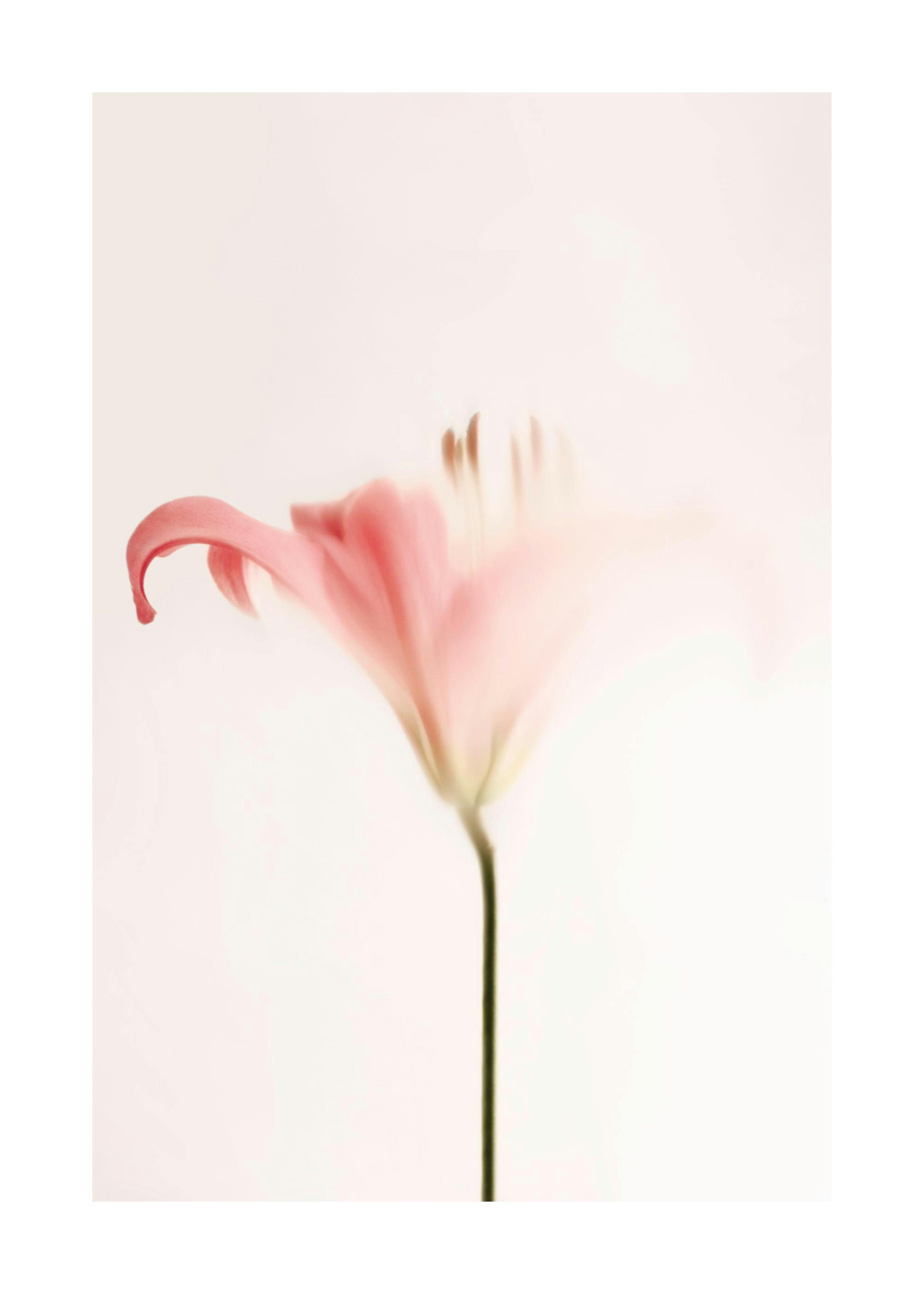 Soft Pink Lily Print 0