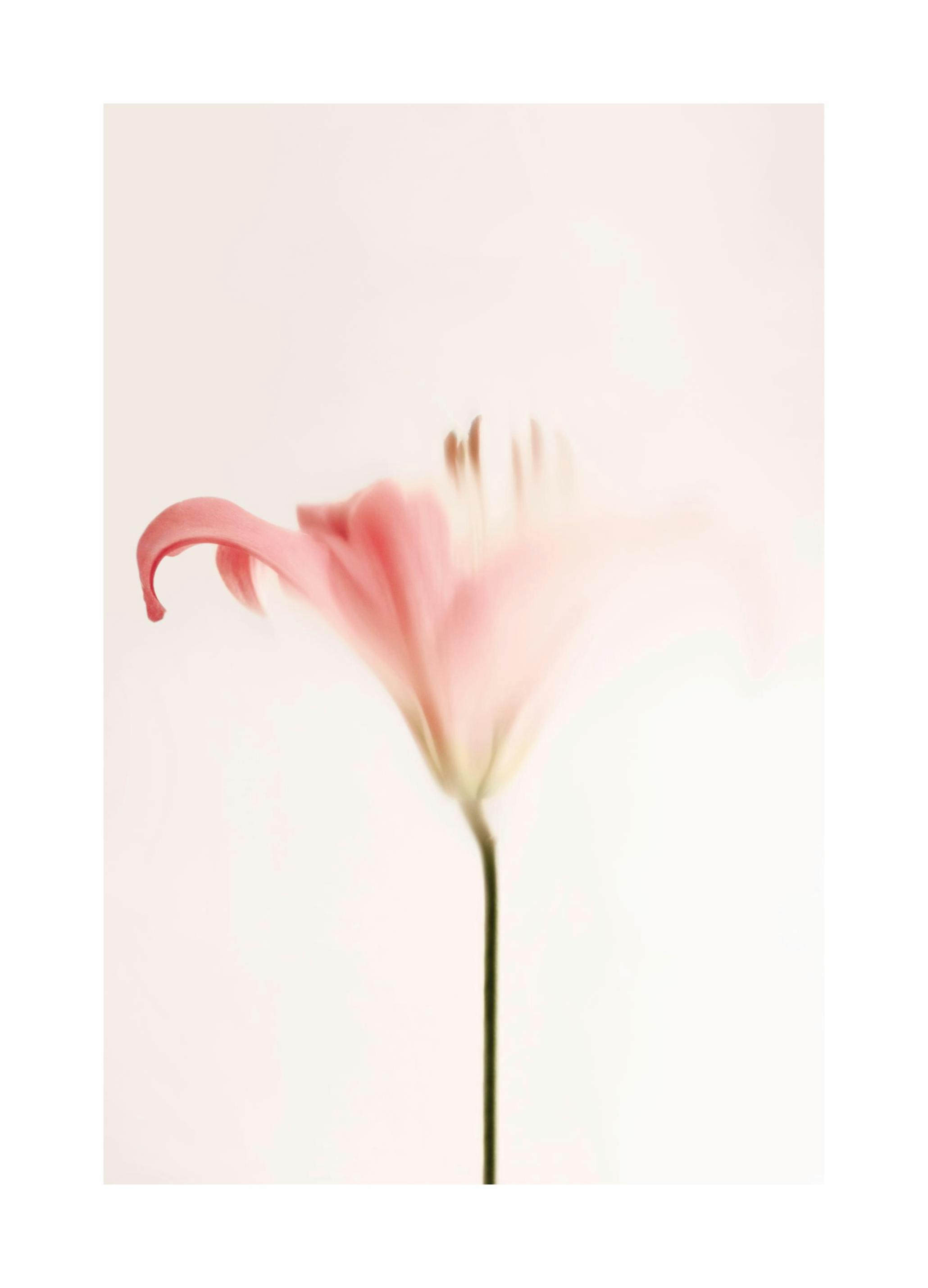 Soft Pink Lily Print (21x30 cm)
