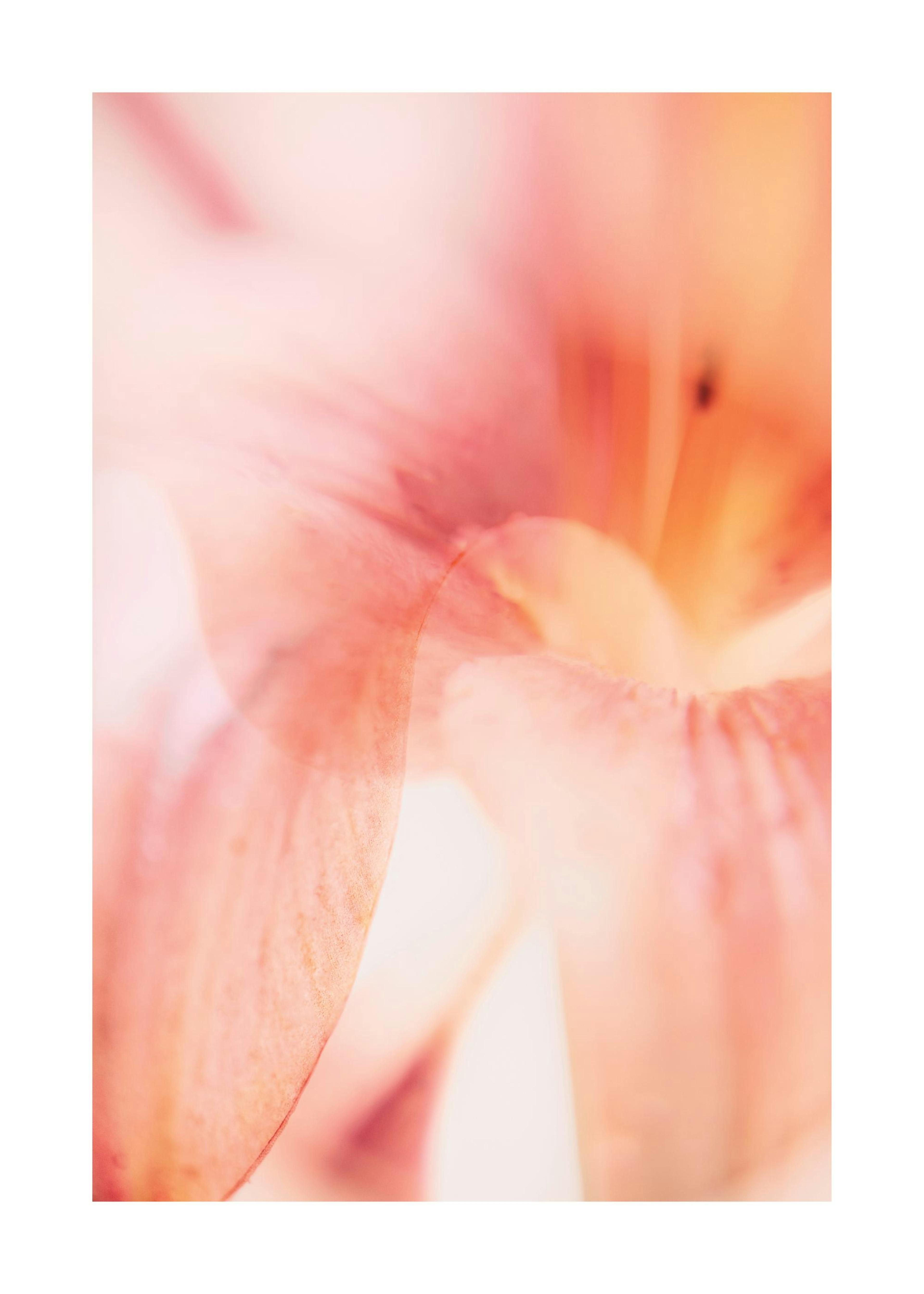 Coral Lily No1 Print 0