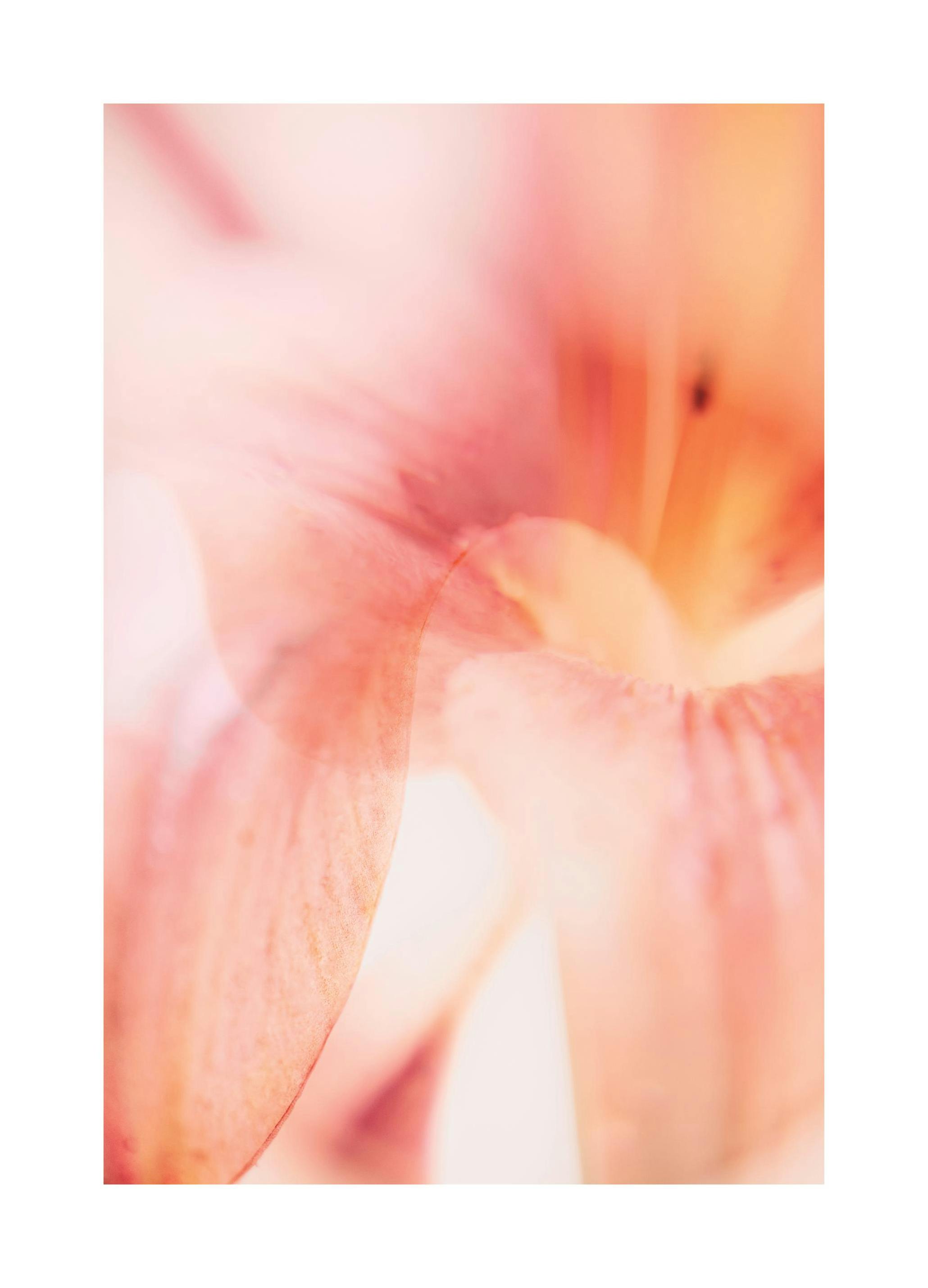 Coral Lily No1 Affiche (30x40 cm)