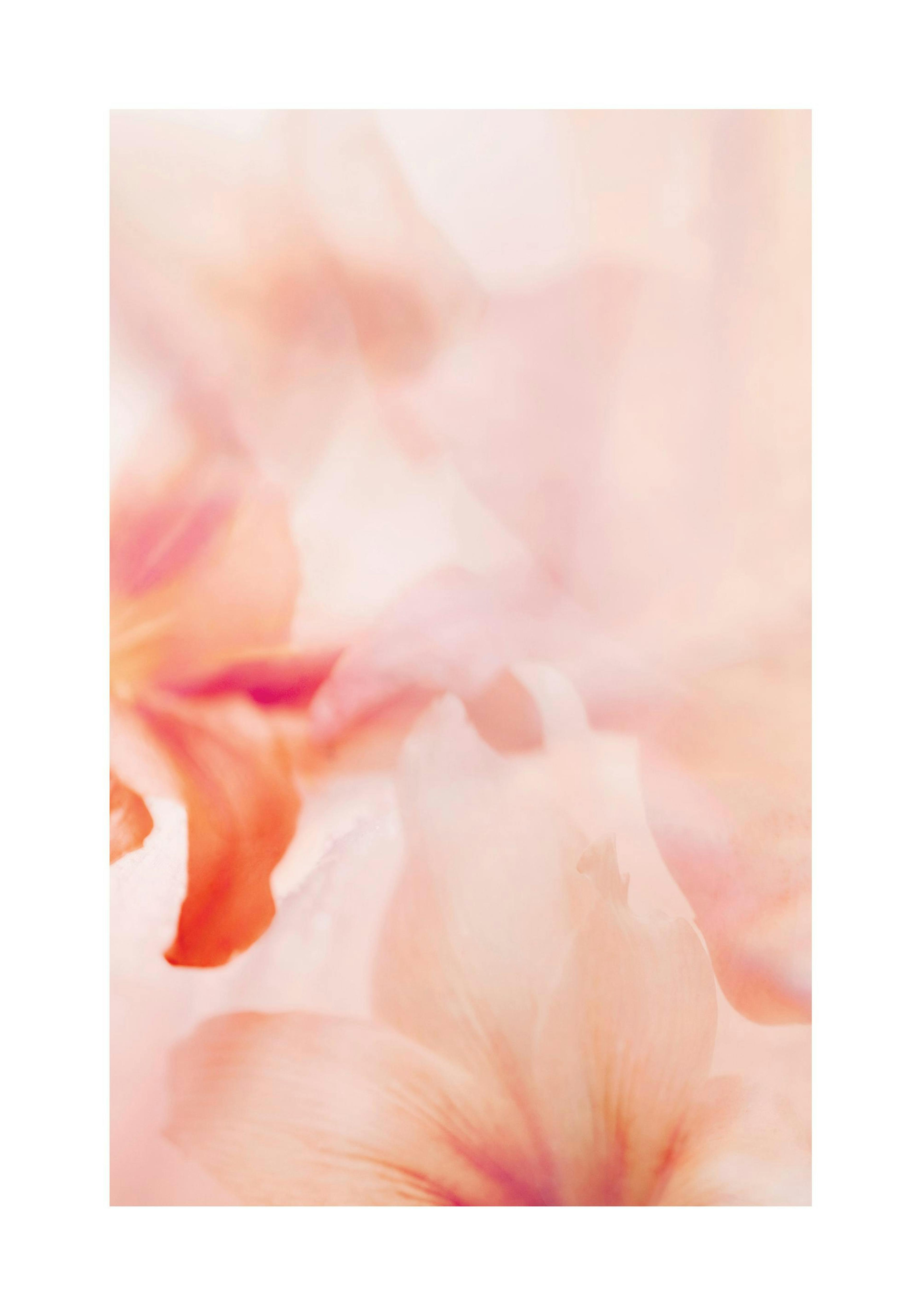 Coral Lily No2 Print