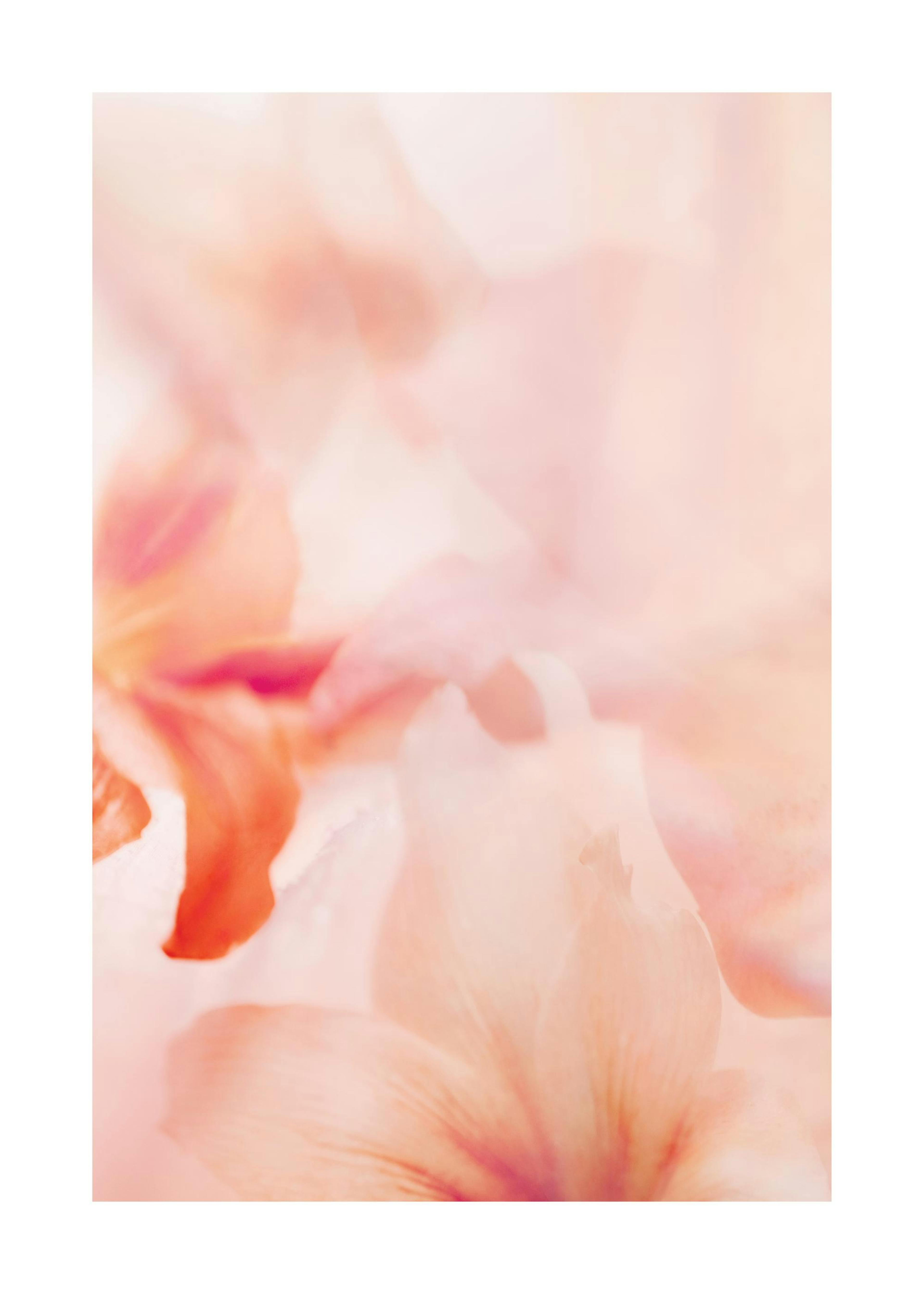 Coral Lily No2 Poster 0