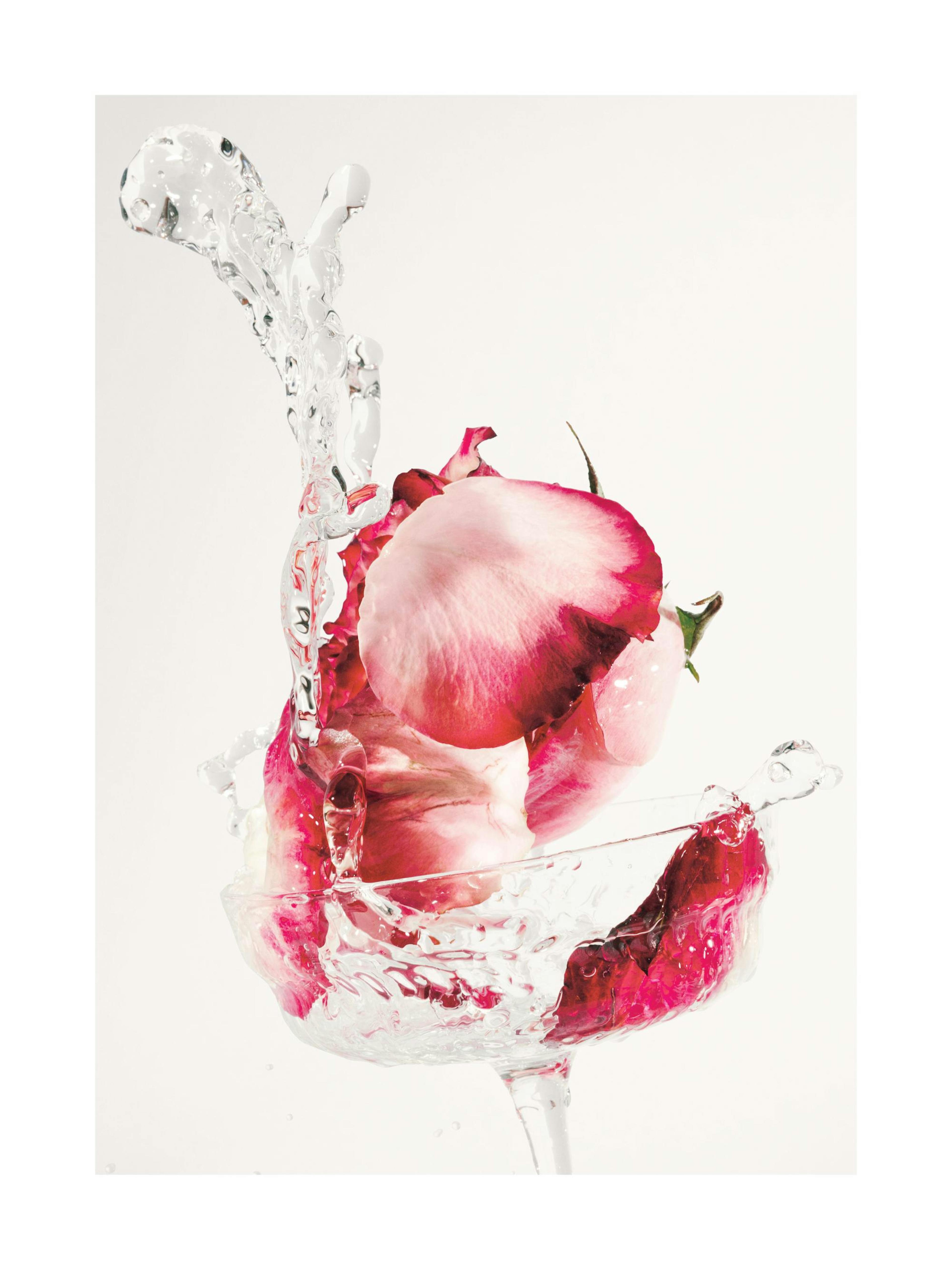 Rose Drink Splash Print