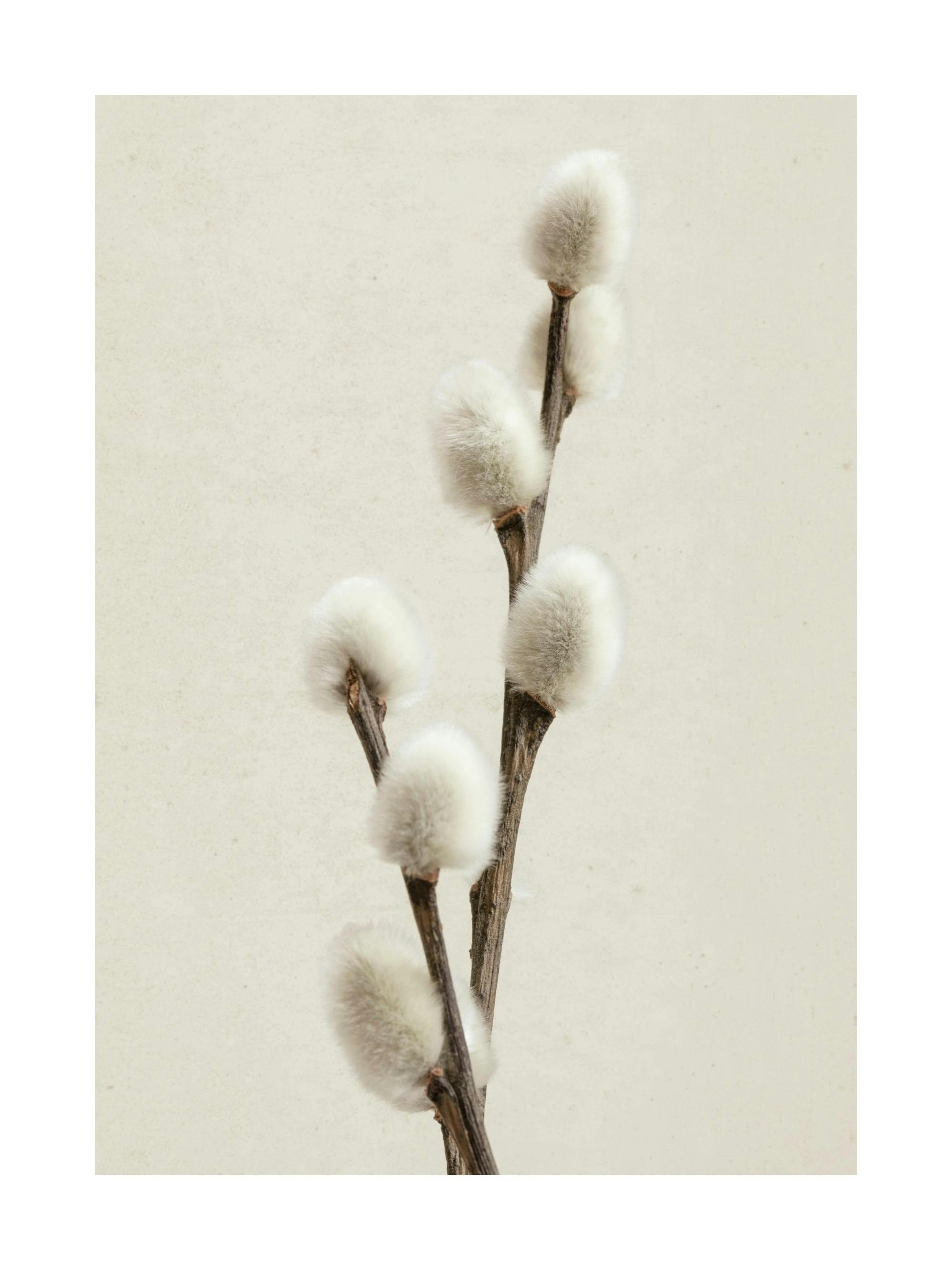 Willow Twig Print 0