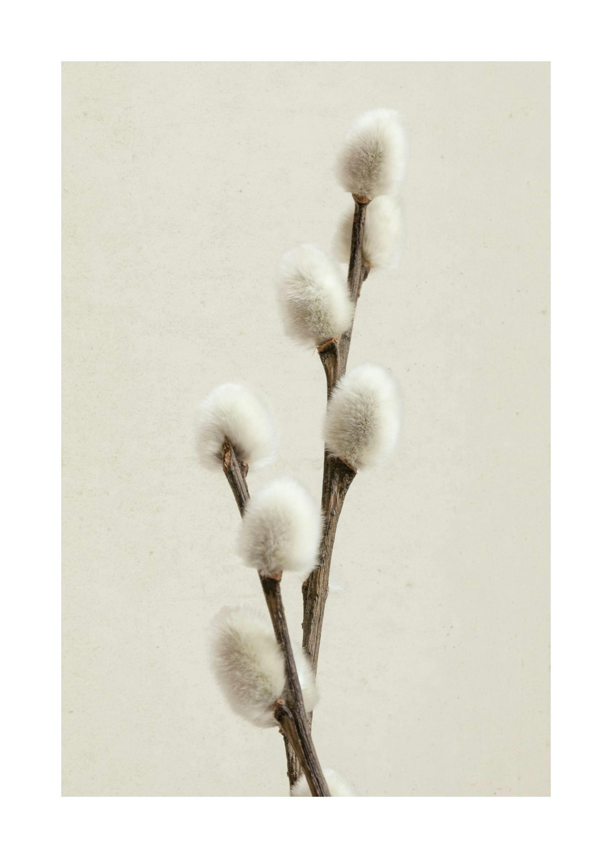 Willow Twig Poster 0