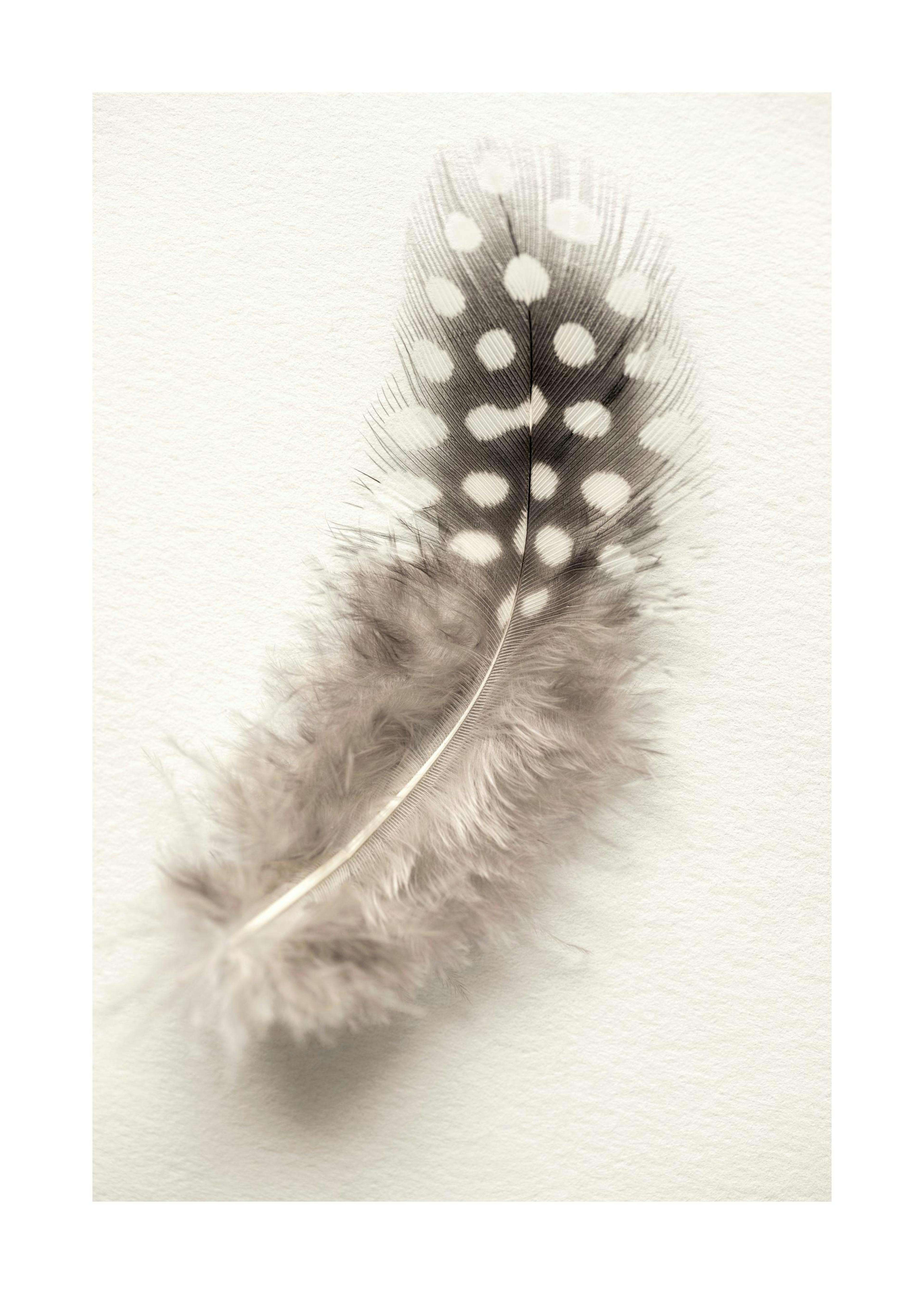 Dotted Feather Poster 0