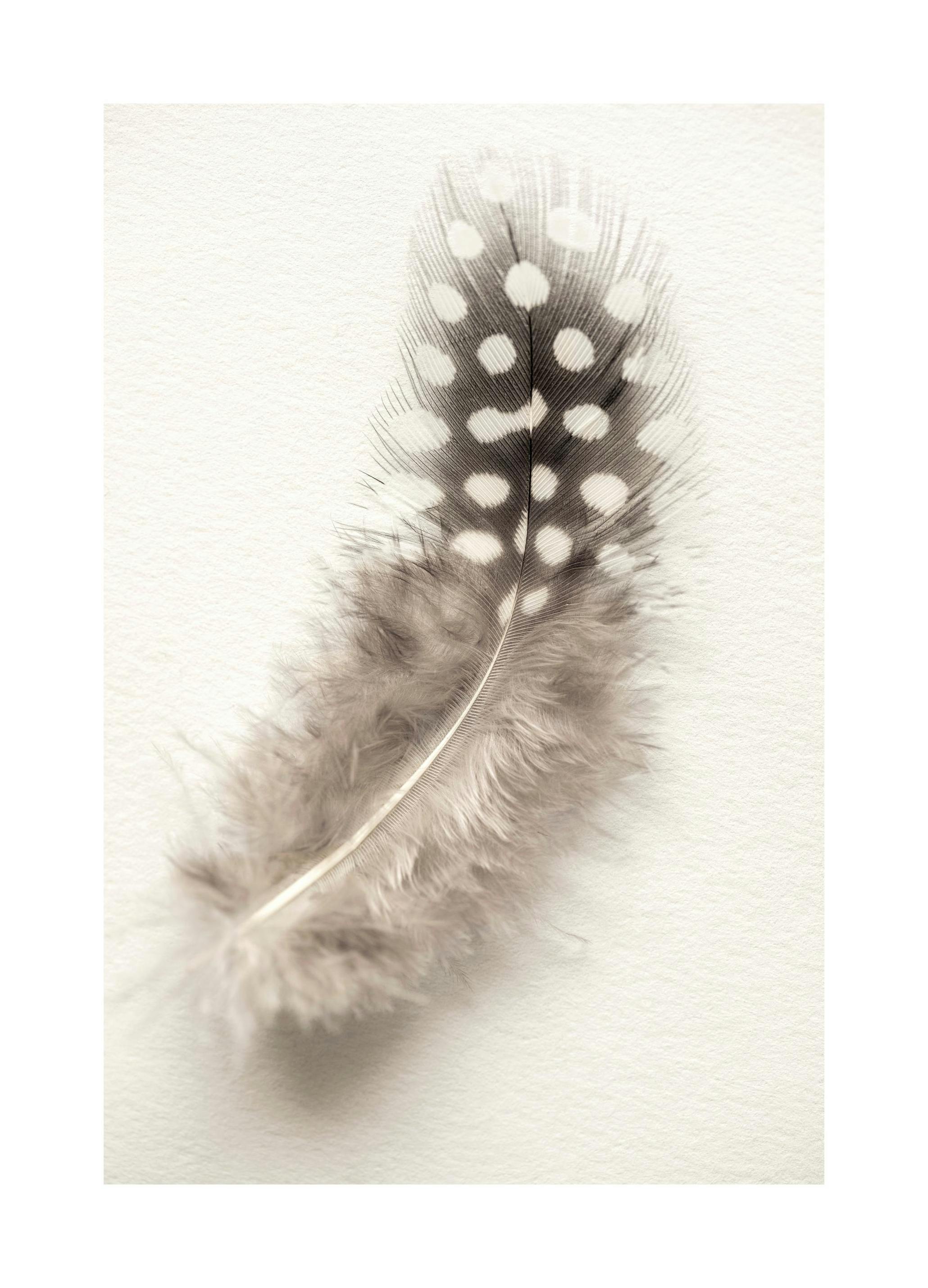 Prints - Dotted Feather Print (50x70 cm) - Photography prints
