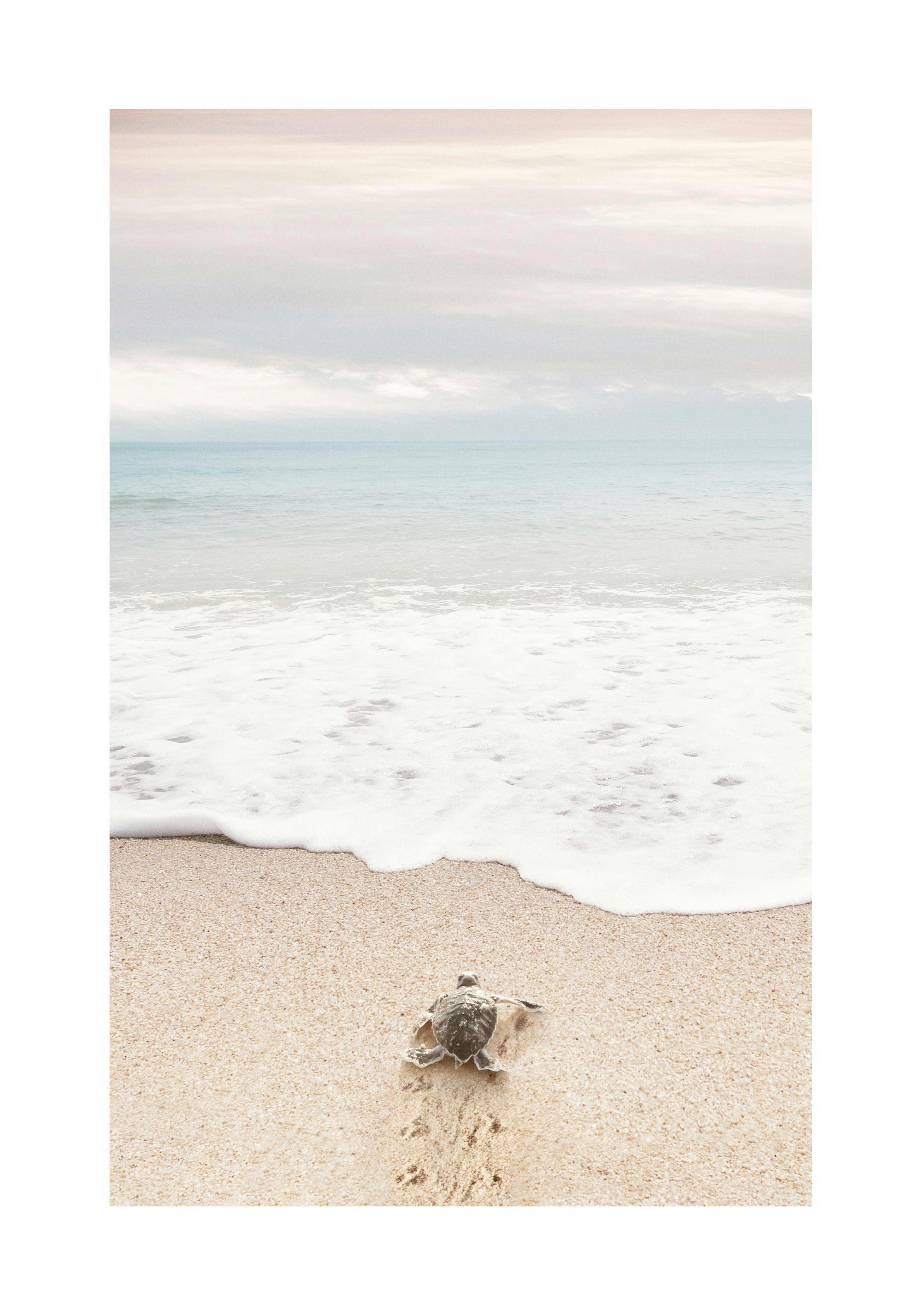 Turtle on the Beach Print