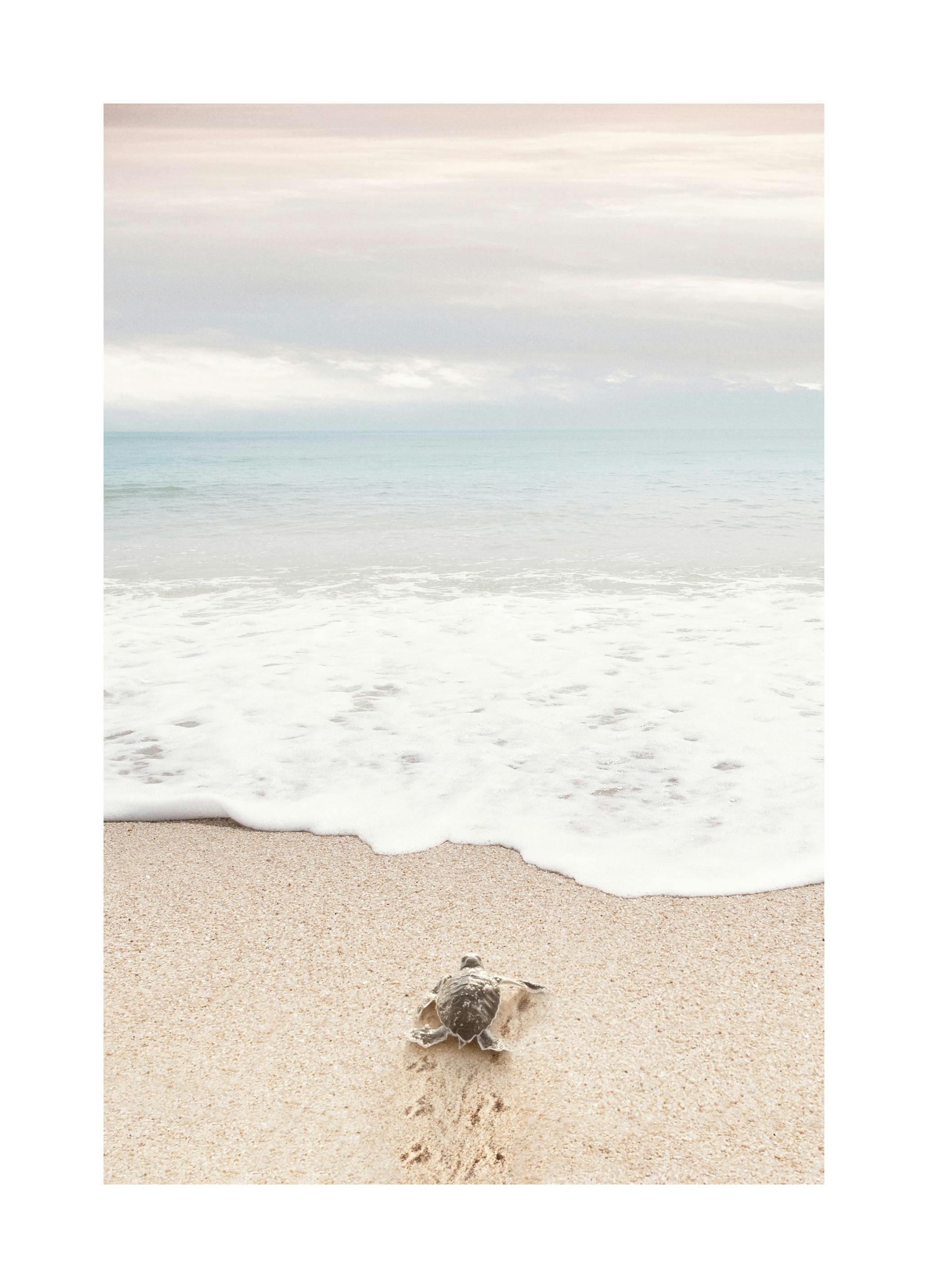 Turtle on the Beach Plakat (21x30 cm)- Obrazy plaży