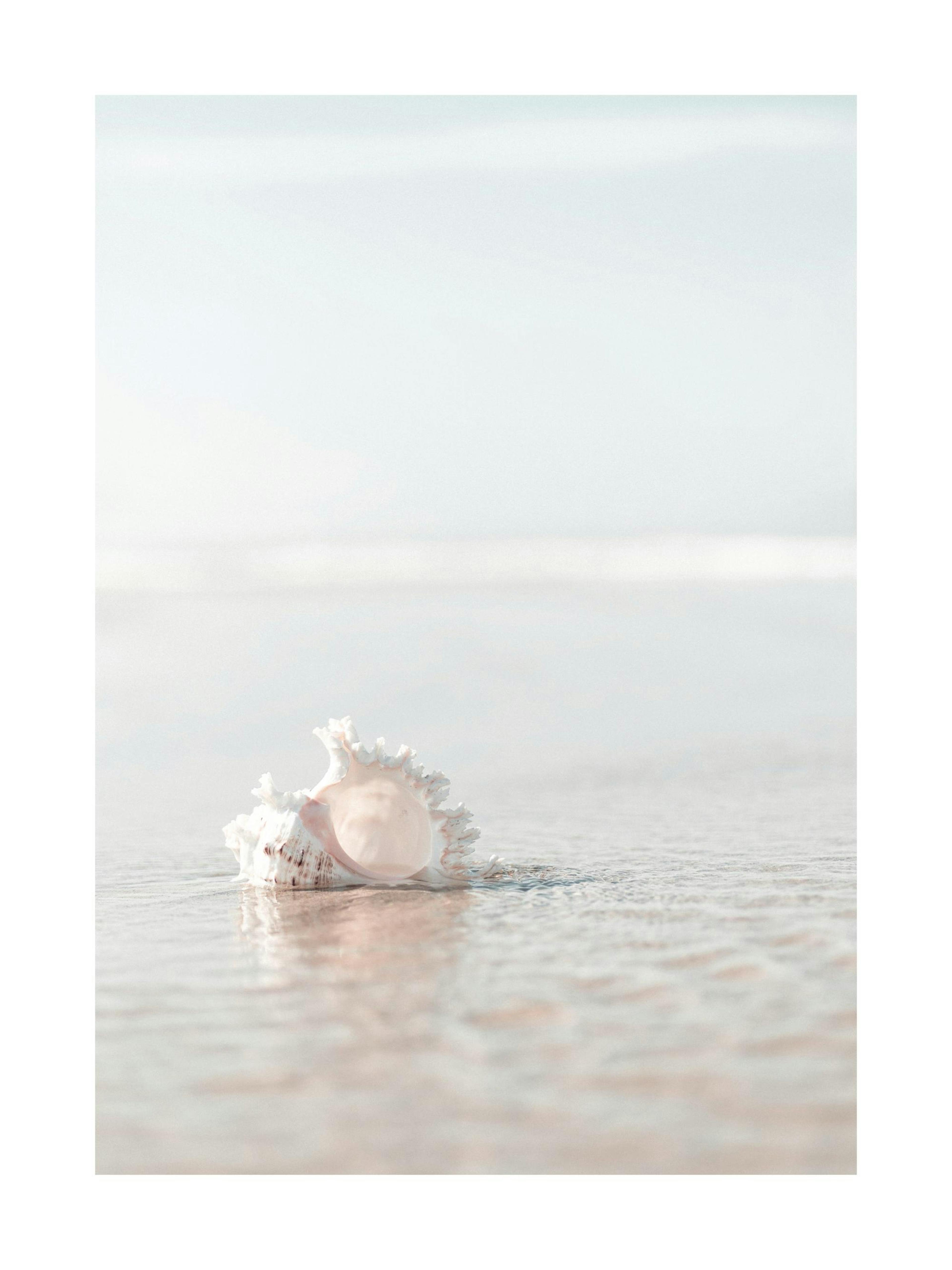 Seashell on the Beach Poster