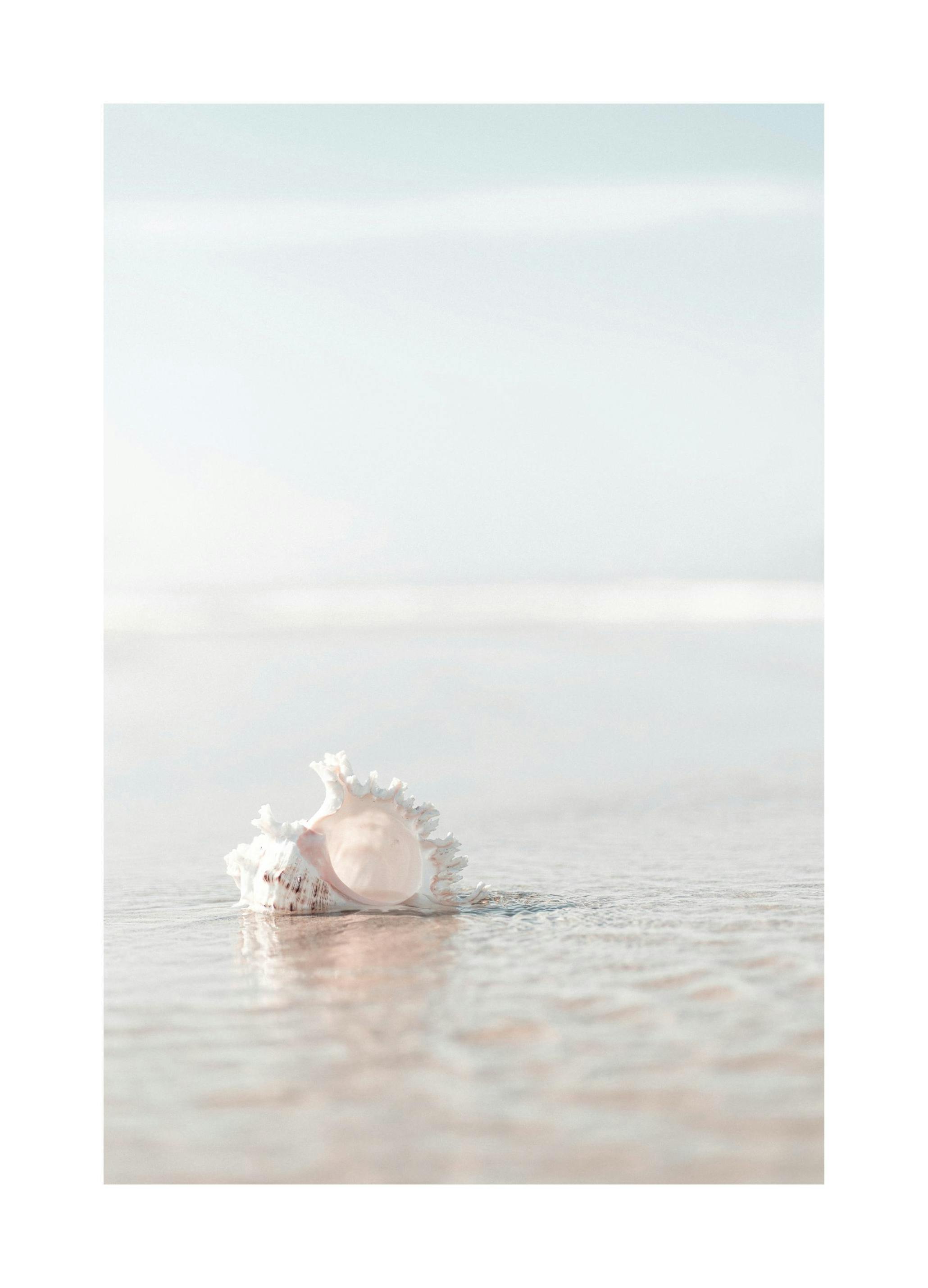 Seashell on the Beach Affiche (30x40 cm) - Tableaux de plages