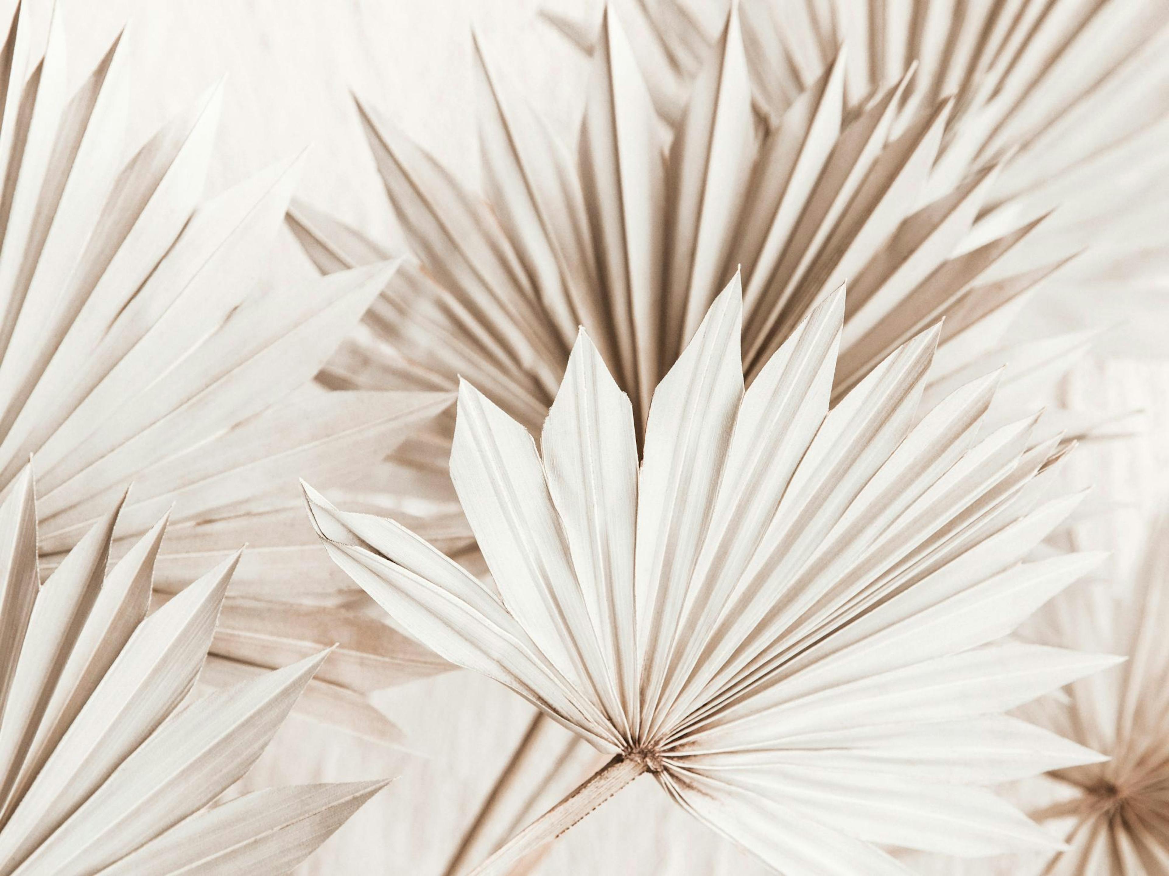 Beige Palm Leaves Poster