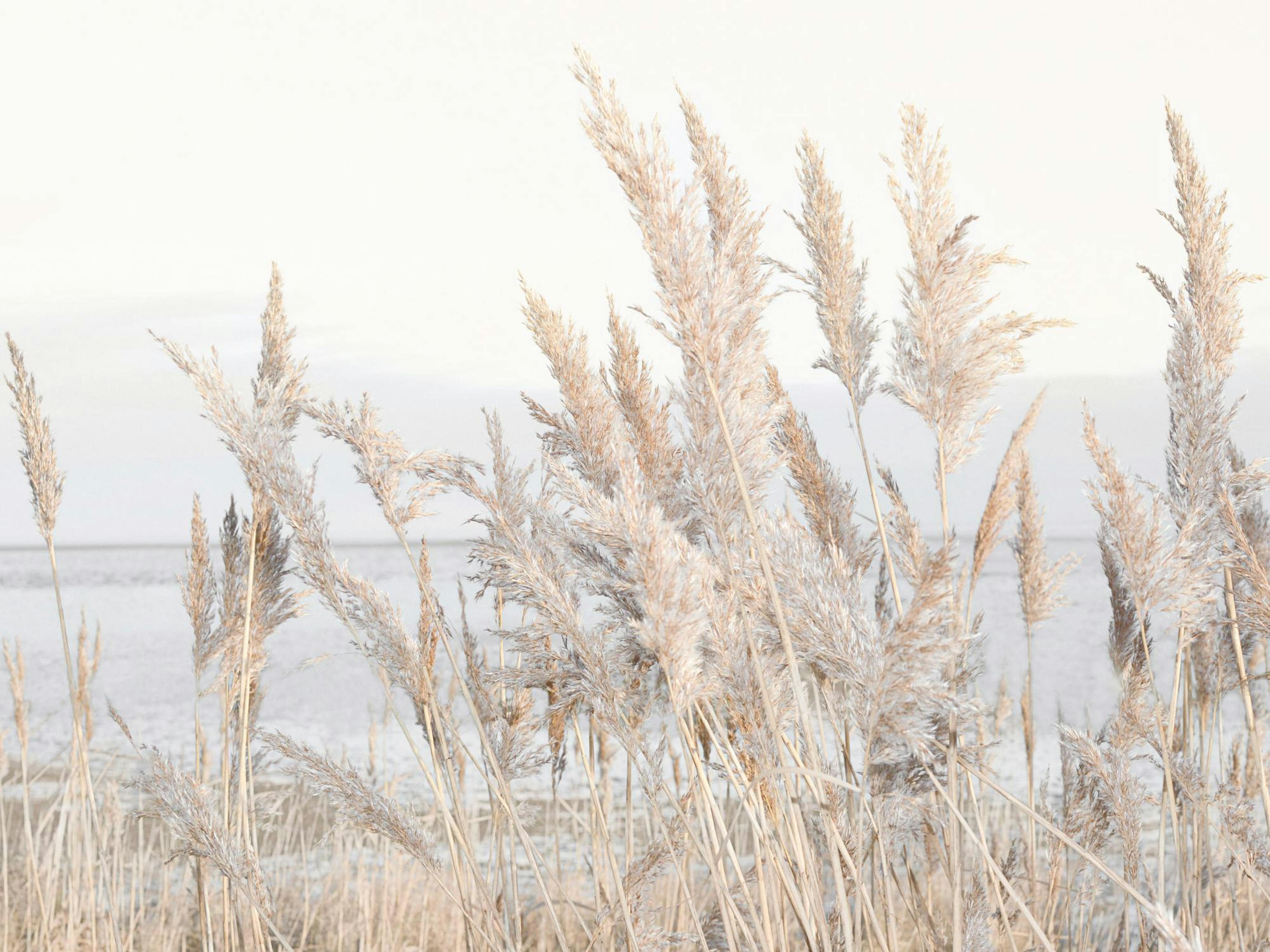 Reeds by the Sea Poster