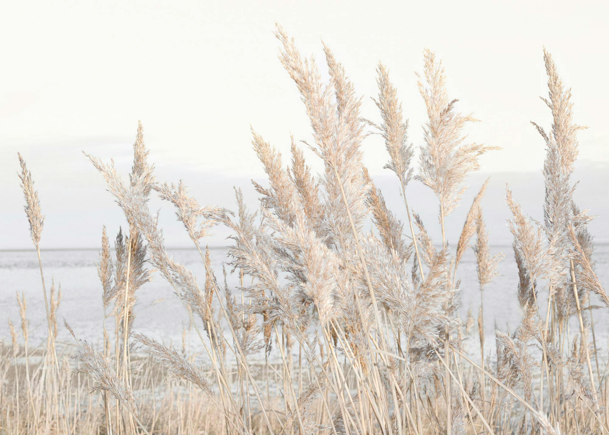 Reeds by the Sea Print 0
