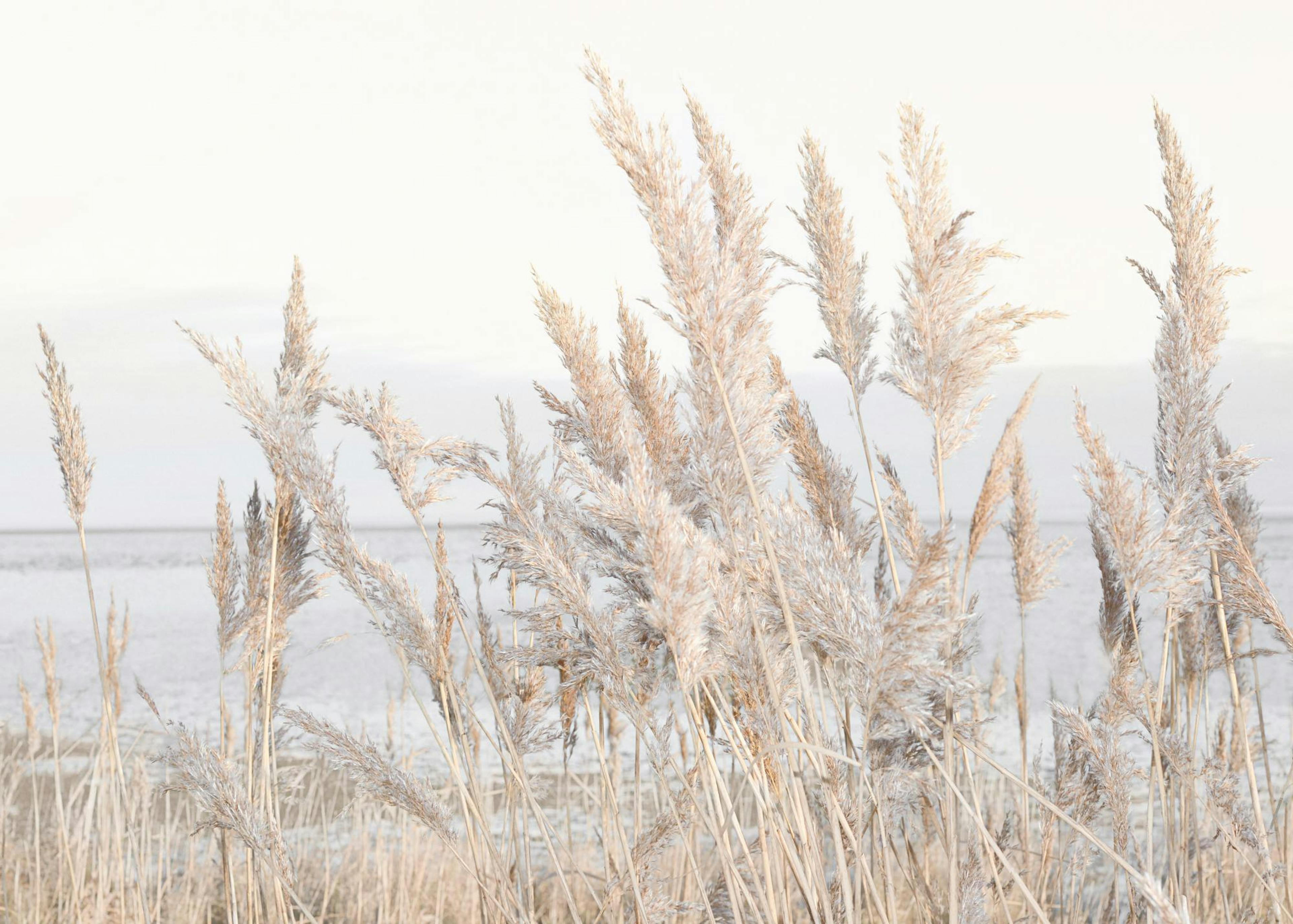 Reeds by the Sea Plagát 0