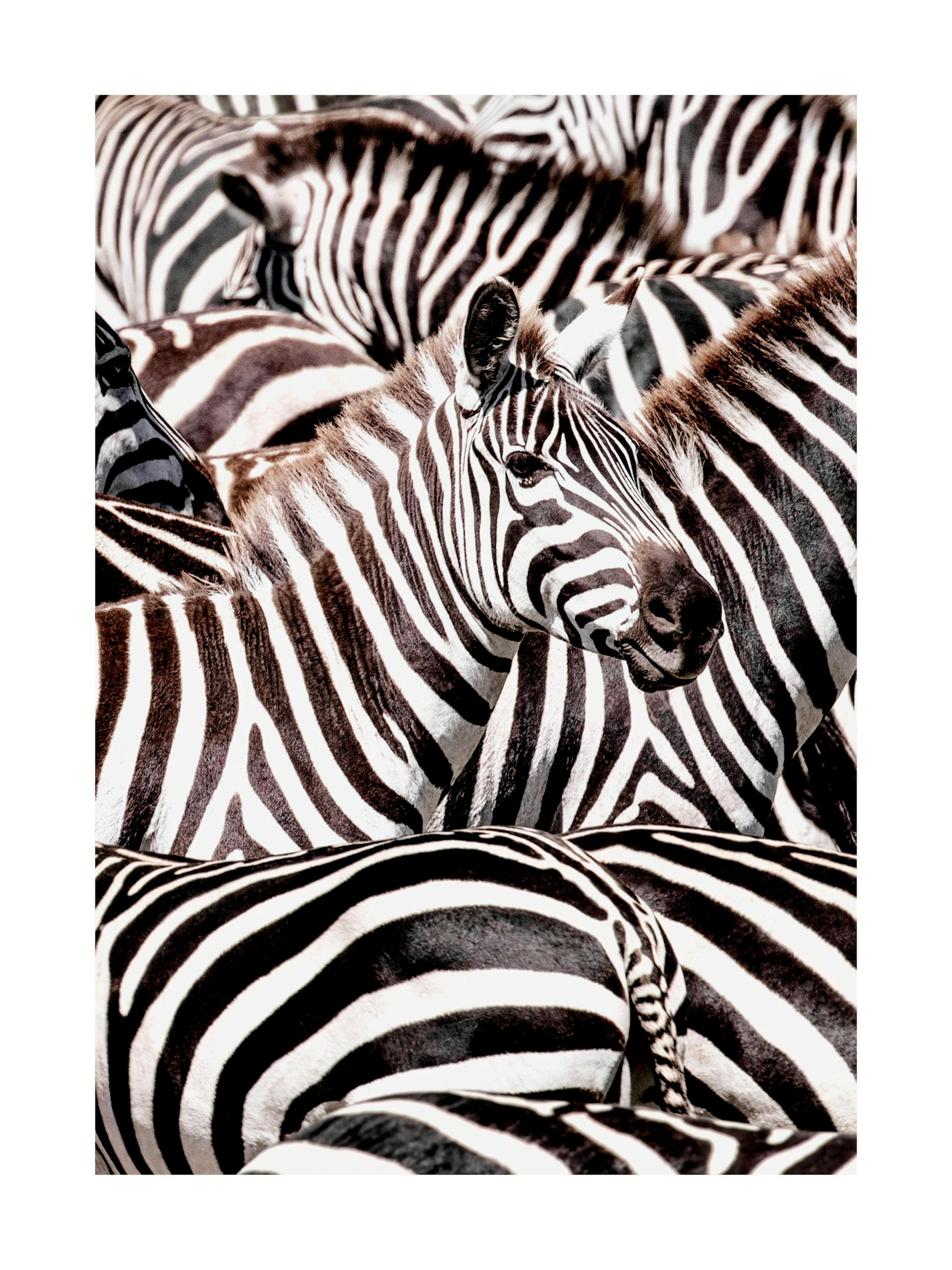Crossing Zebras Poster