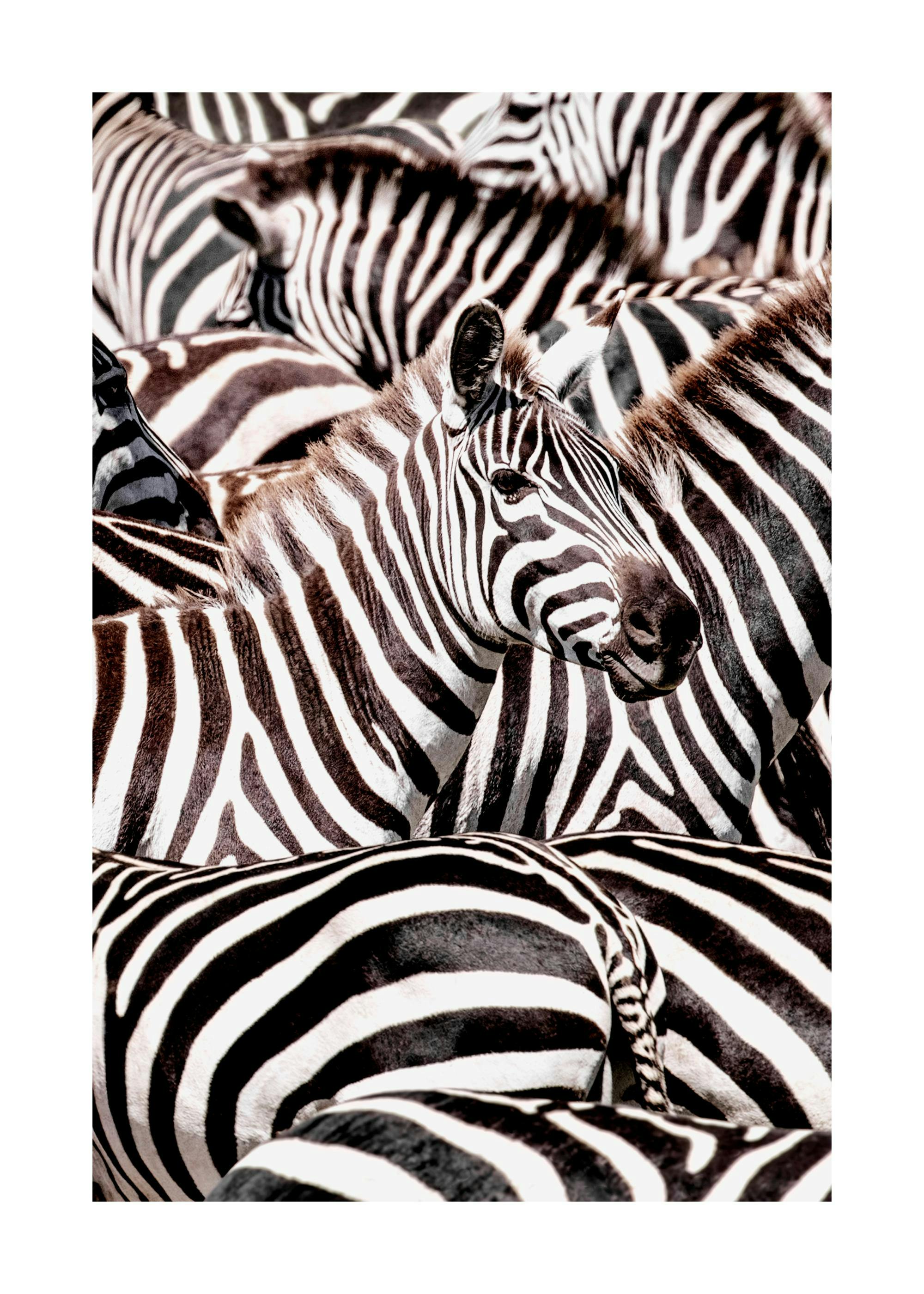 Crossing Zebras Print 0