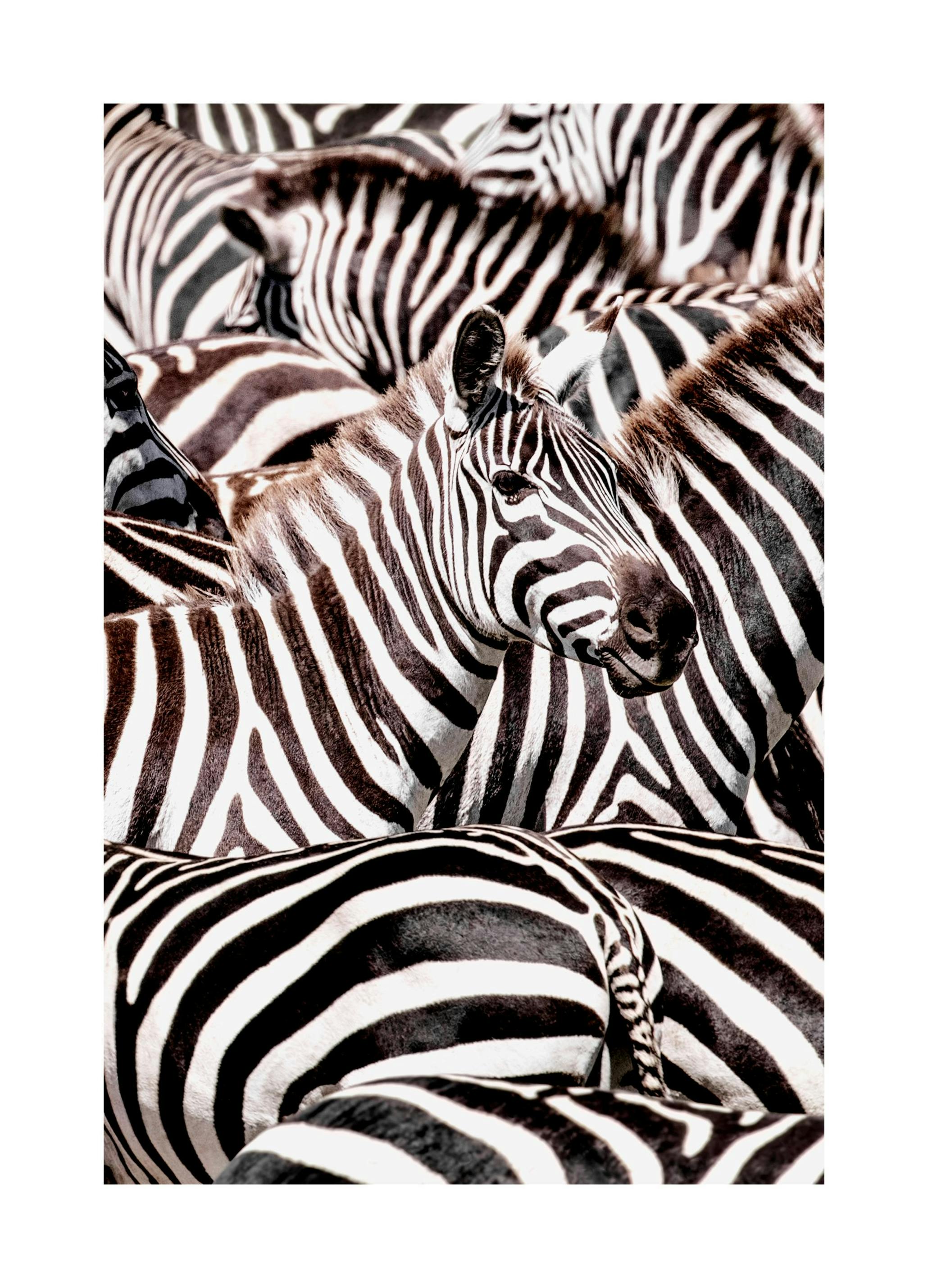 Crossing Zebras Poster (30x40 cm) - Studio Savanna