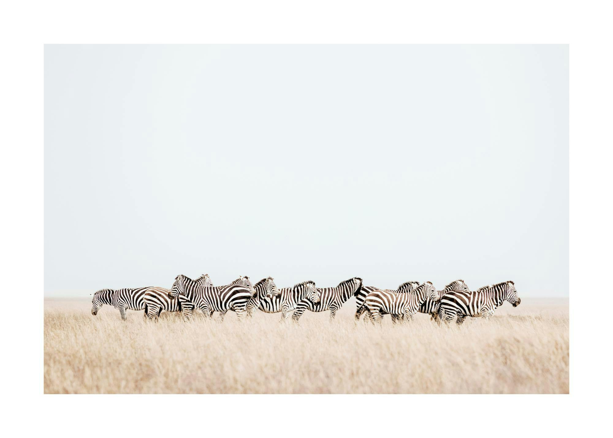 Zebra Herd Print 0