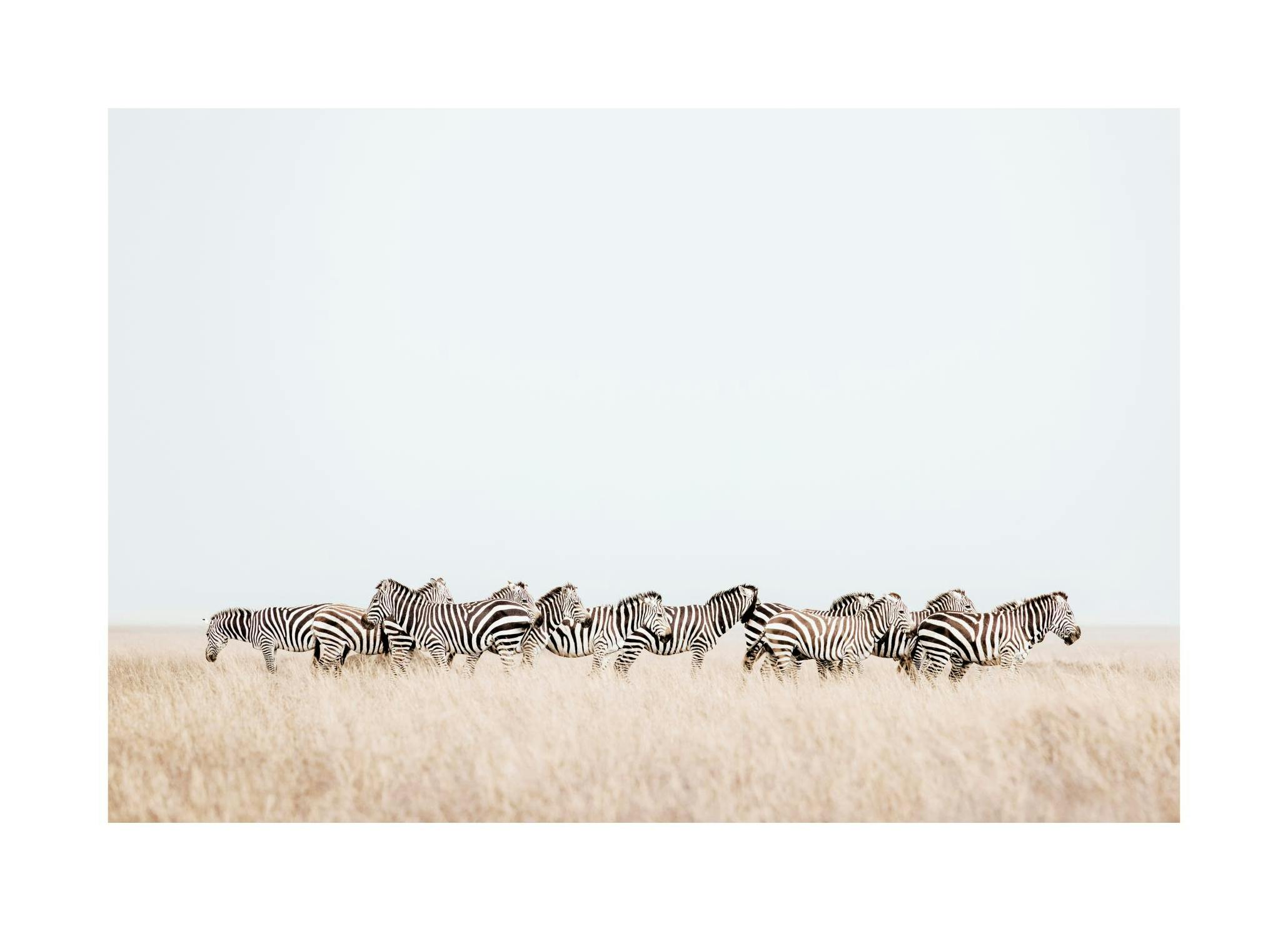 Zebra Herd​ Poster (50x70 cm)
