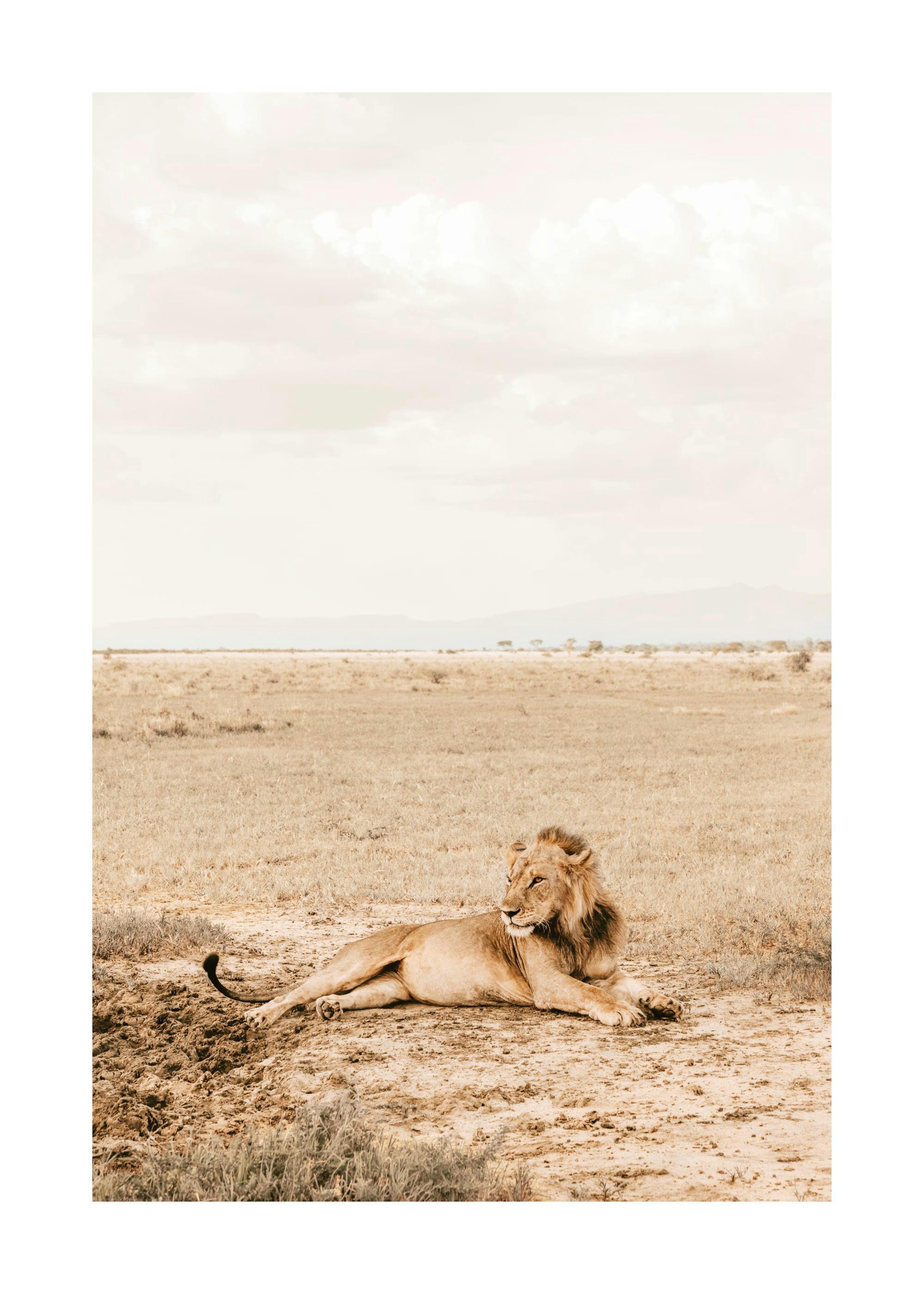 Majestic Lion Print 0
