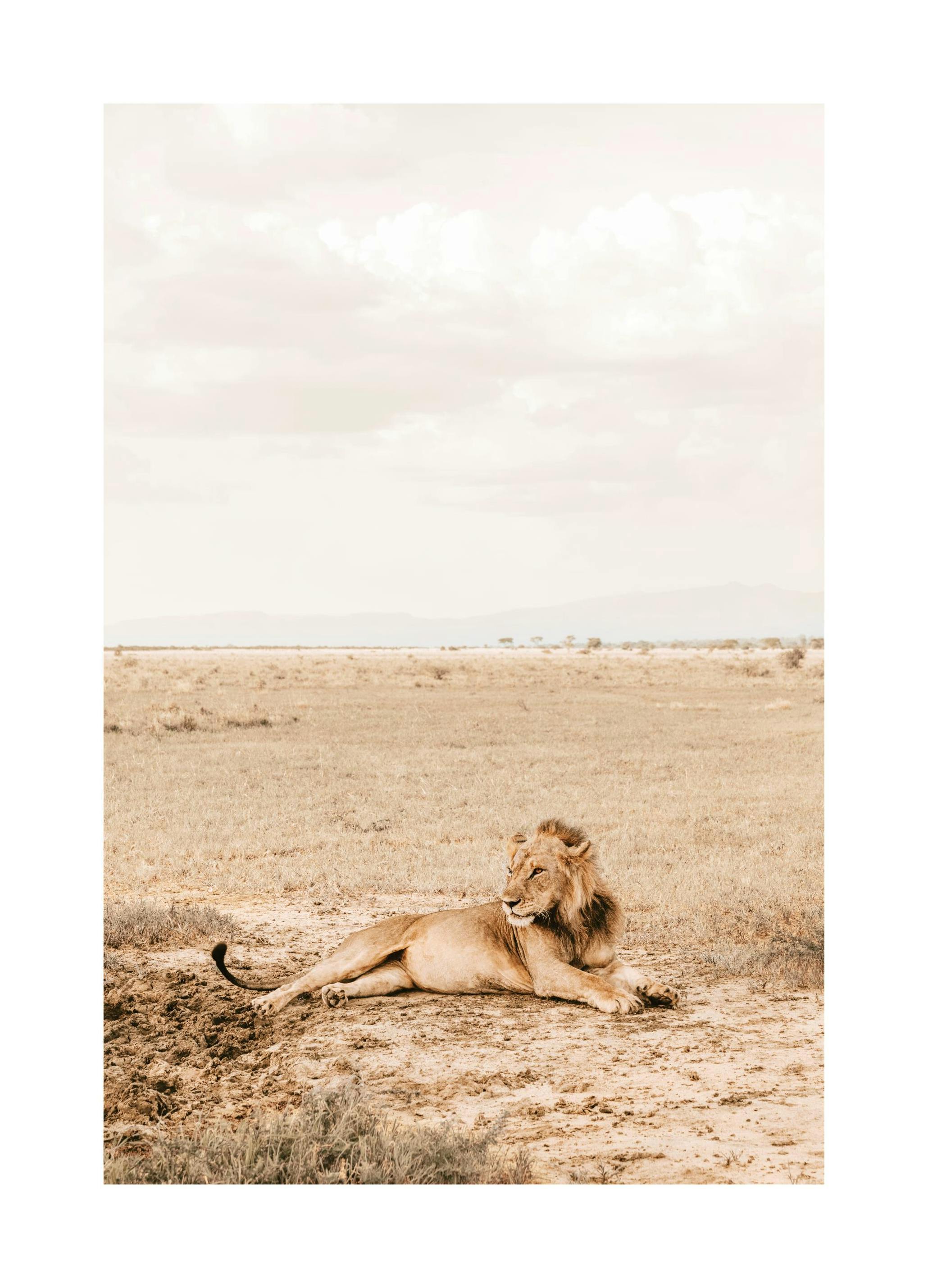 Majestic Lion Poster (30x40 cm) - Studio Savanna