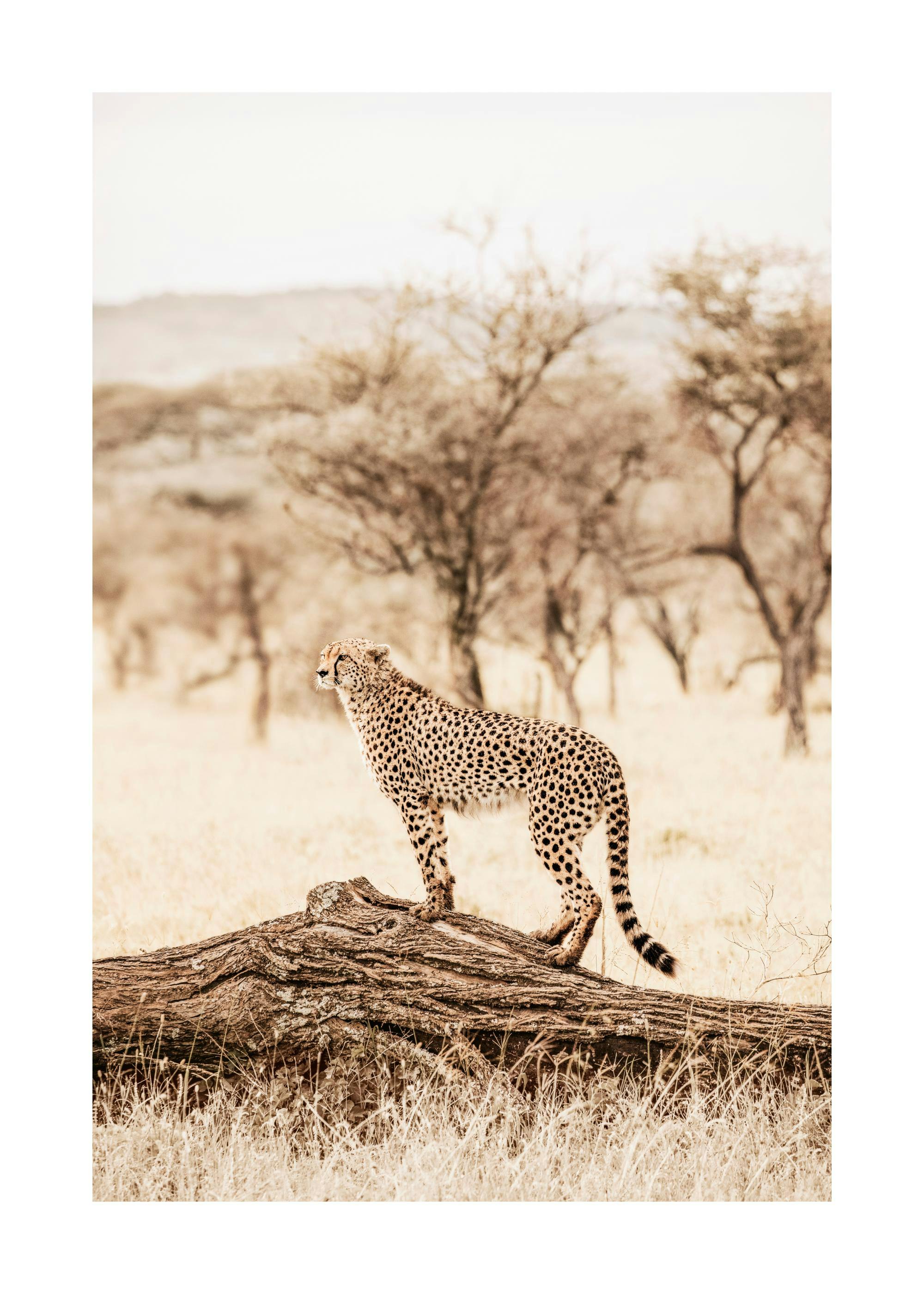Graceful Cheetah Print 0