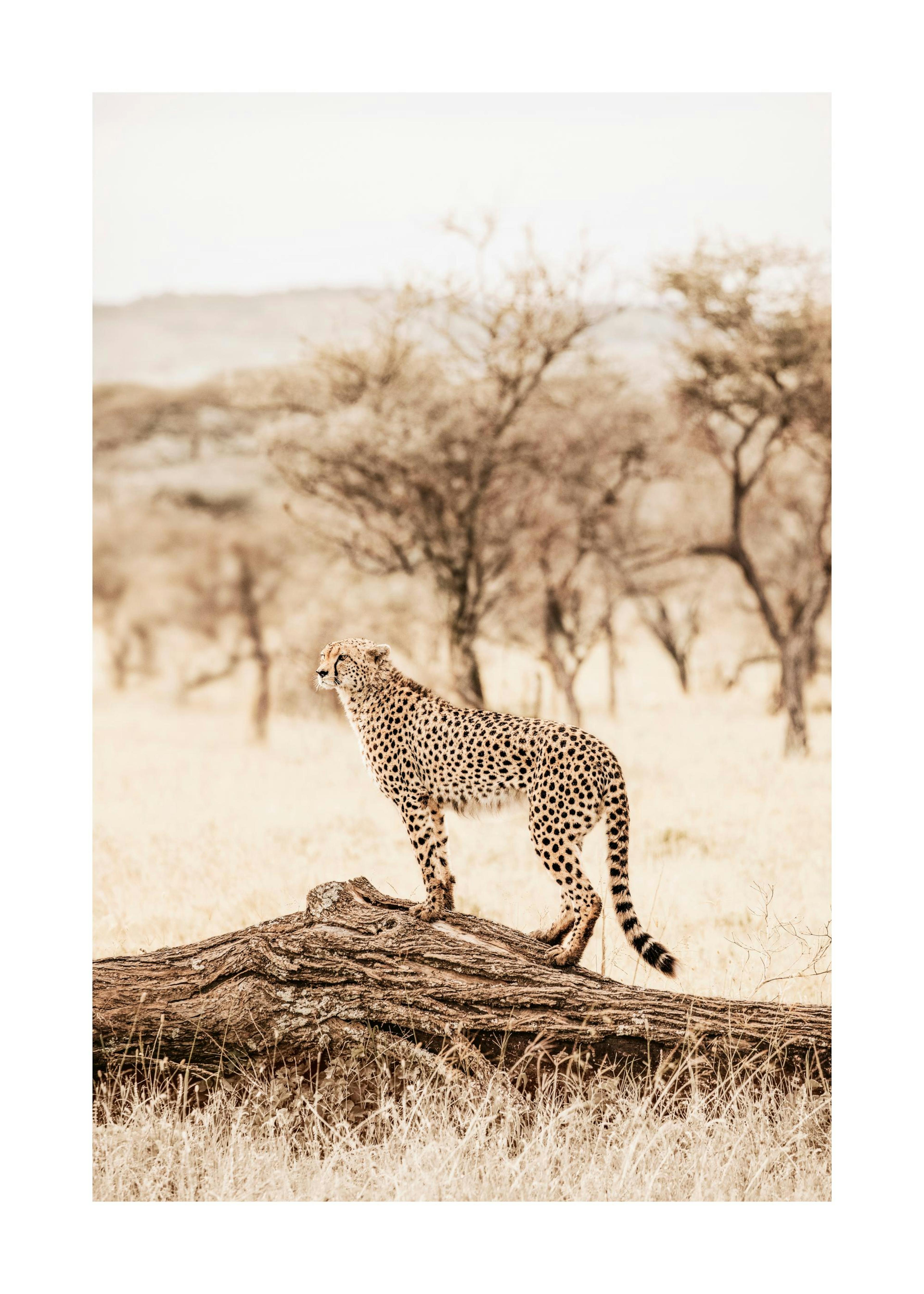 Graceful Cheetah​ Print 0