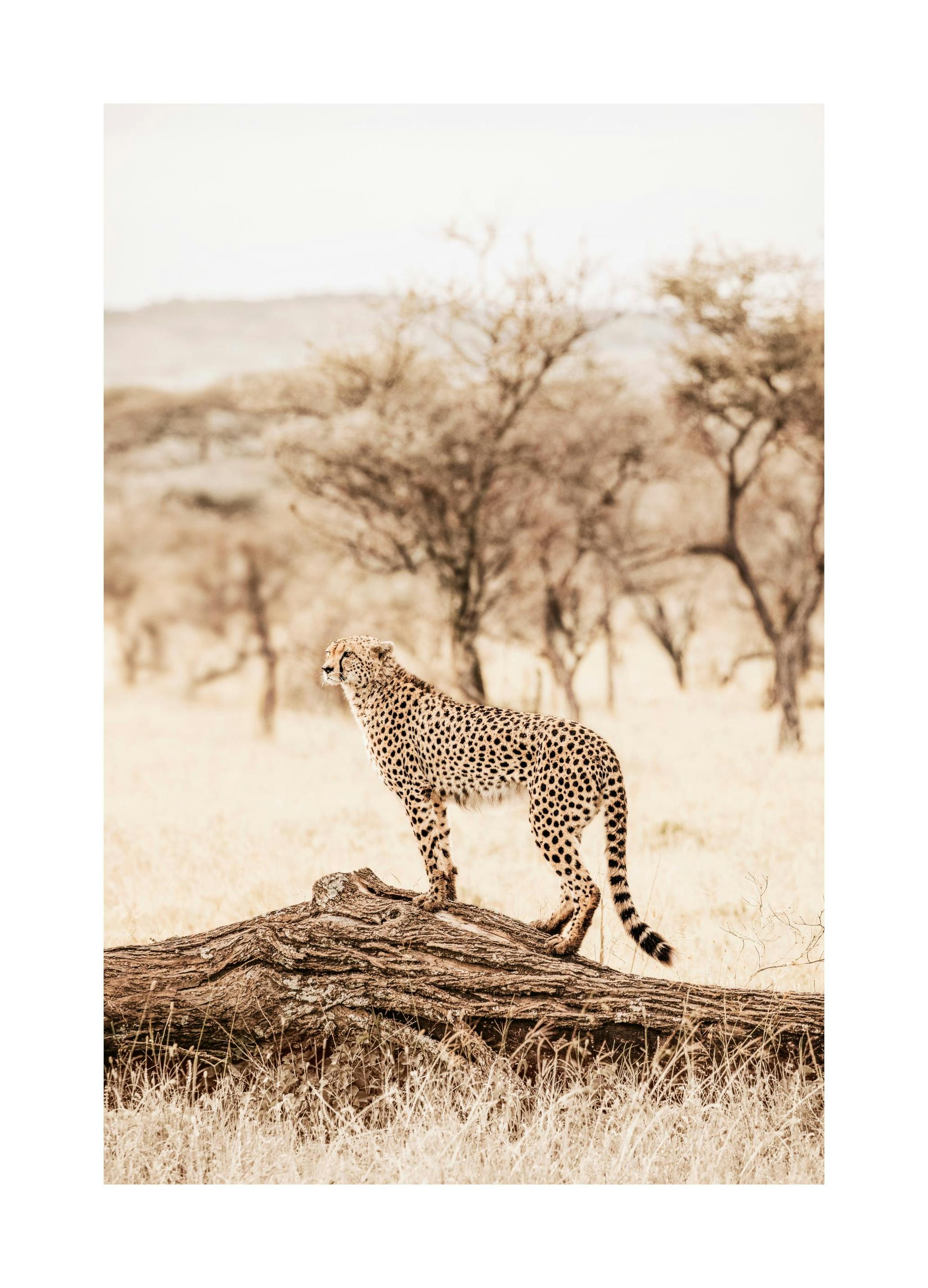 Graceful Cheetah​ Print (30x40 cm)