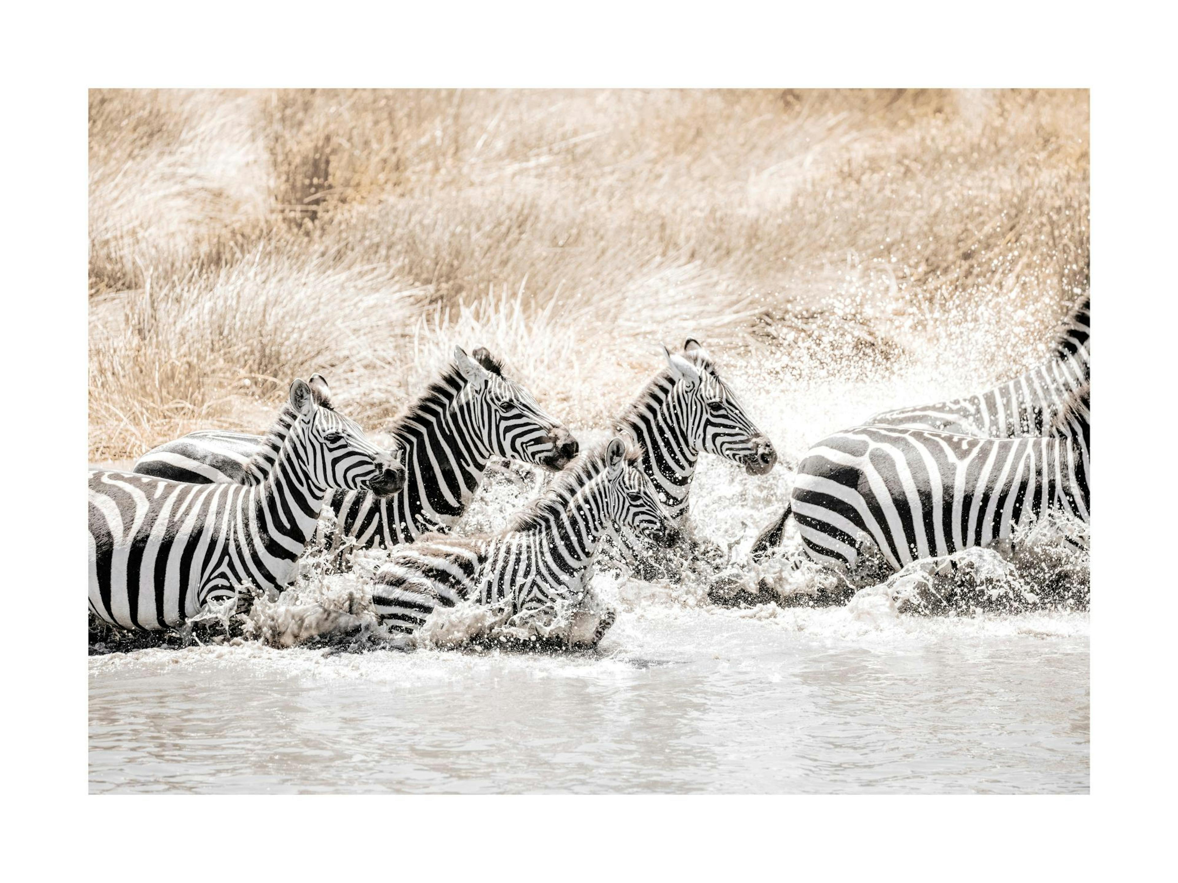 Zebras in Movement​ Affiche