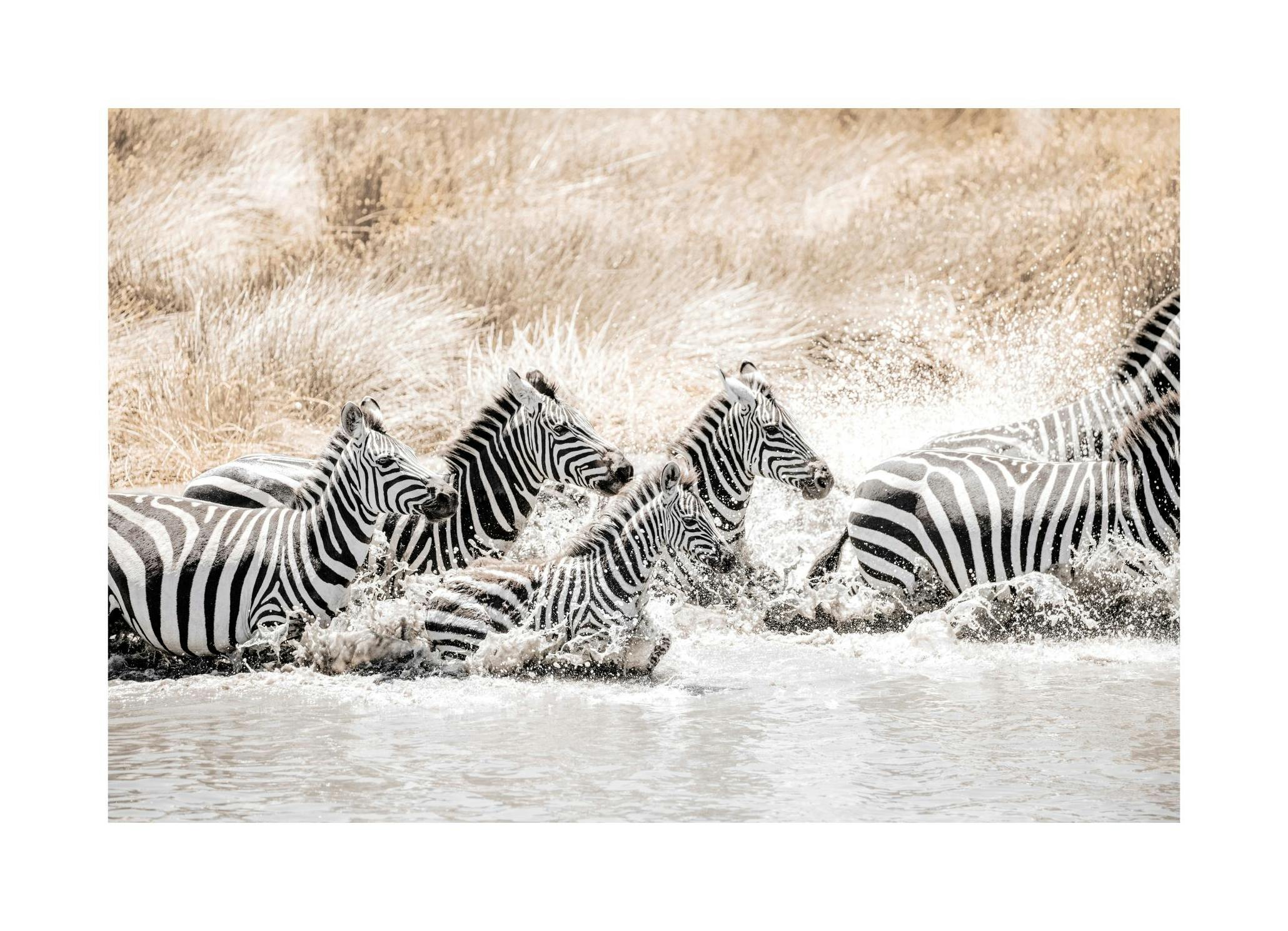 Zebras in Movementâ Poster (50x70 cm) - Studio Savanna