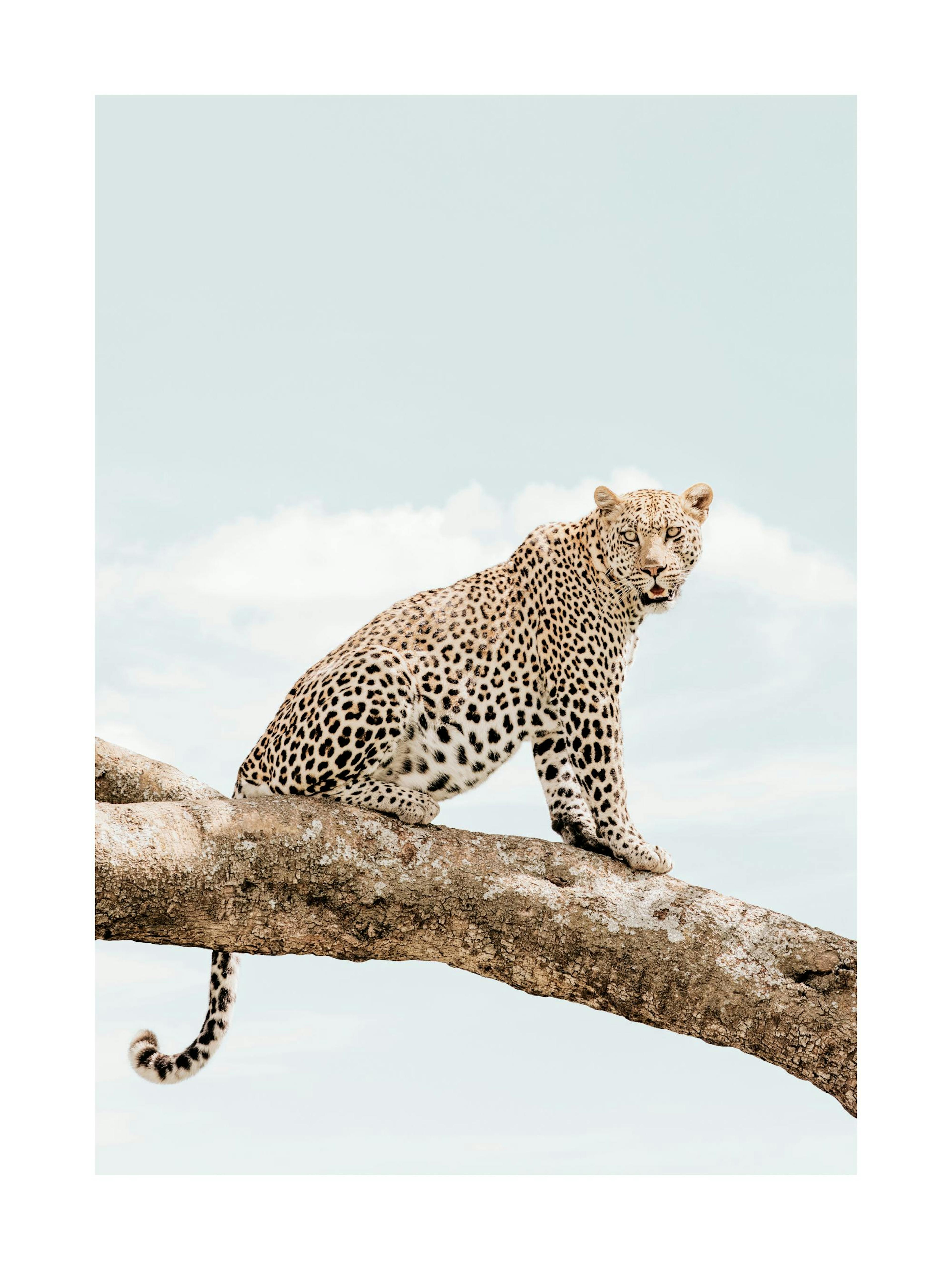 Resting Leopard​ Affiche