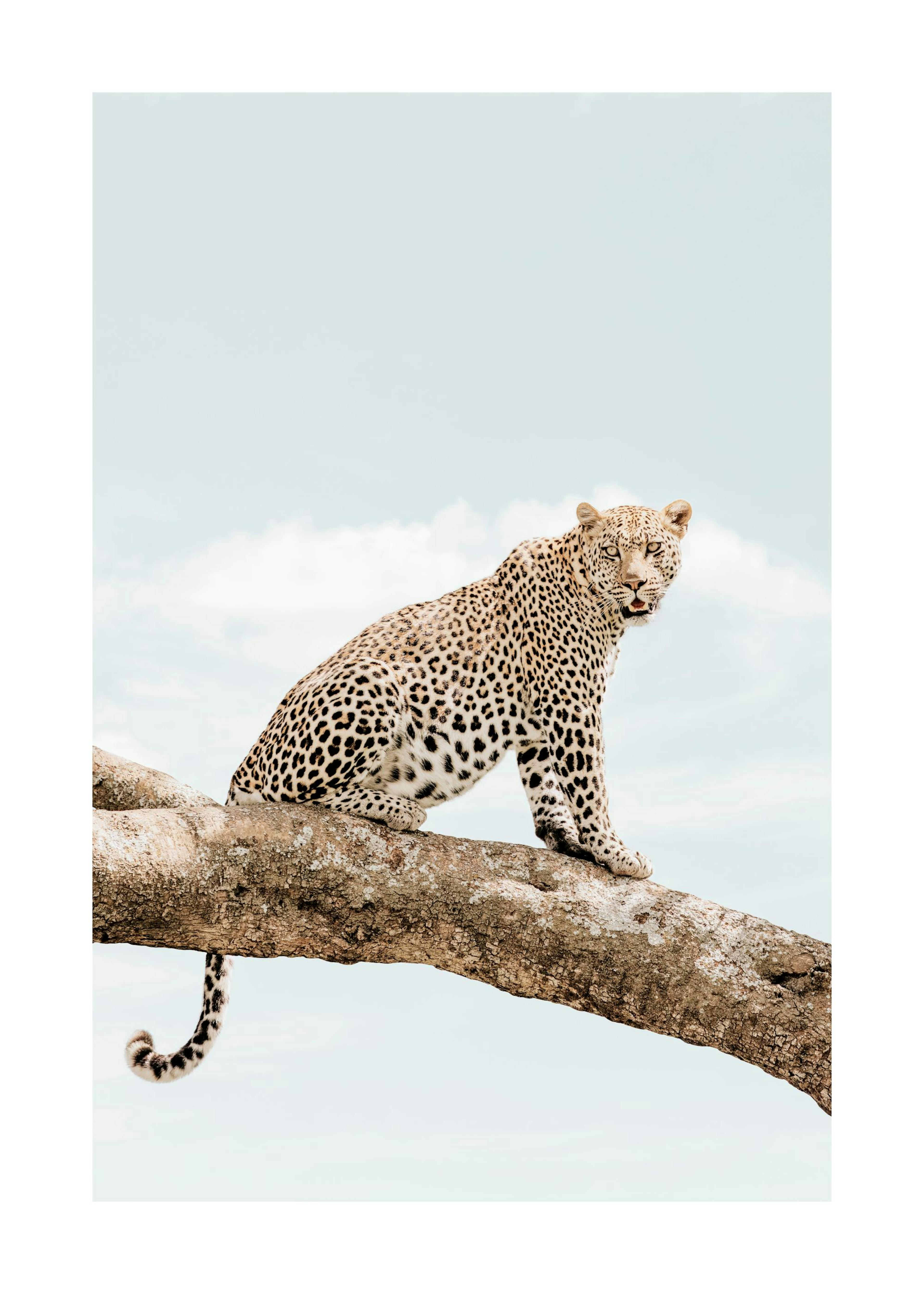 Resting Leopard​ Print 0