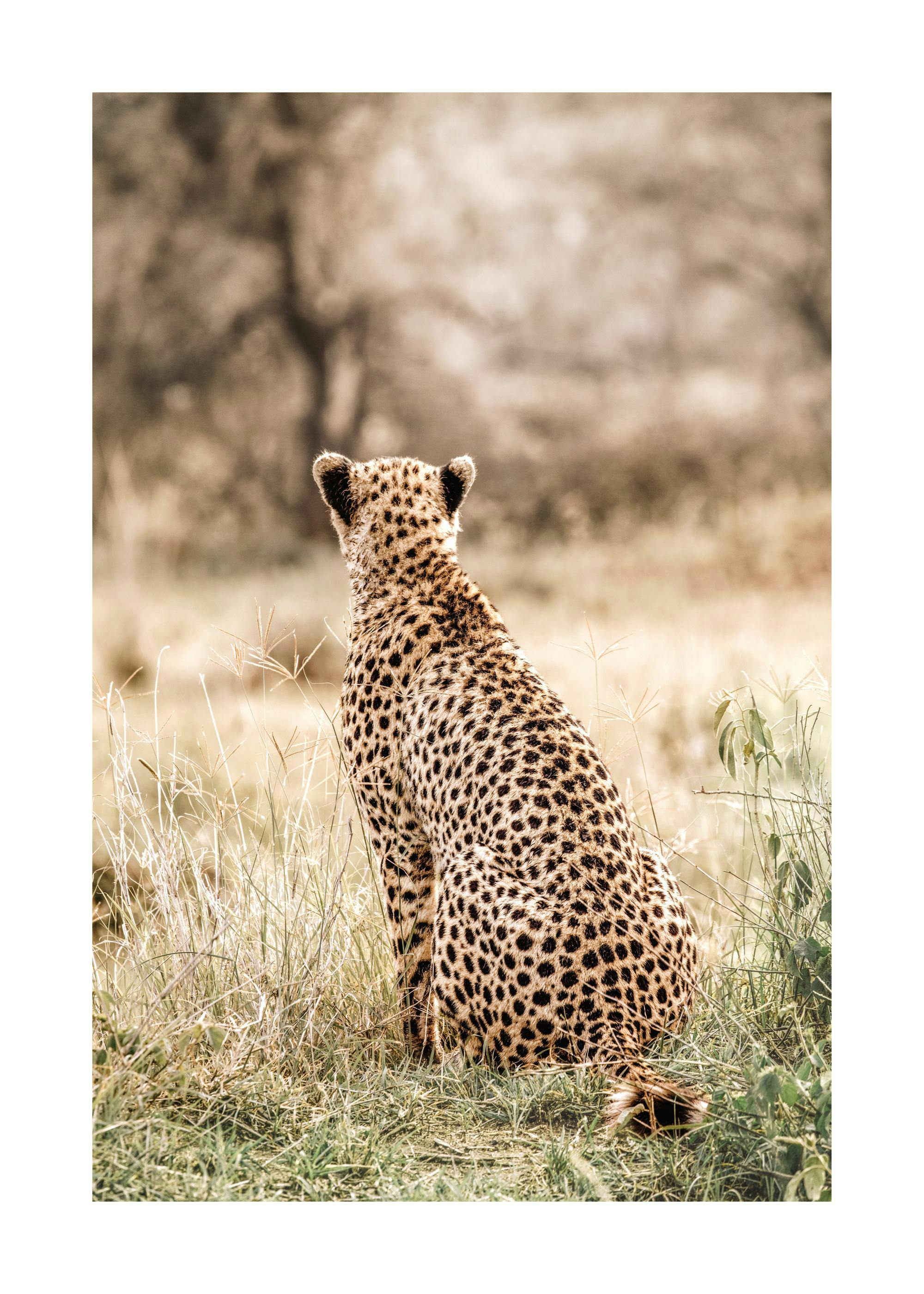 Cheetah at Peace Print 0