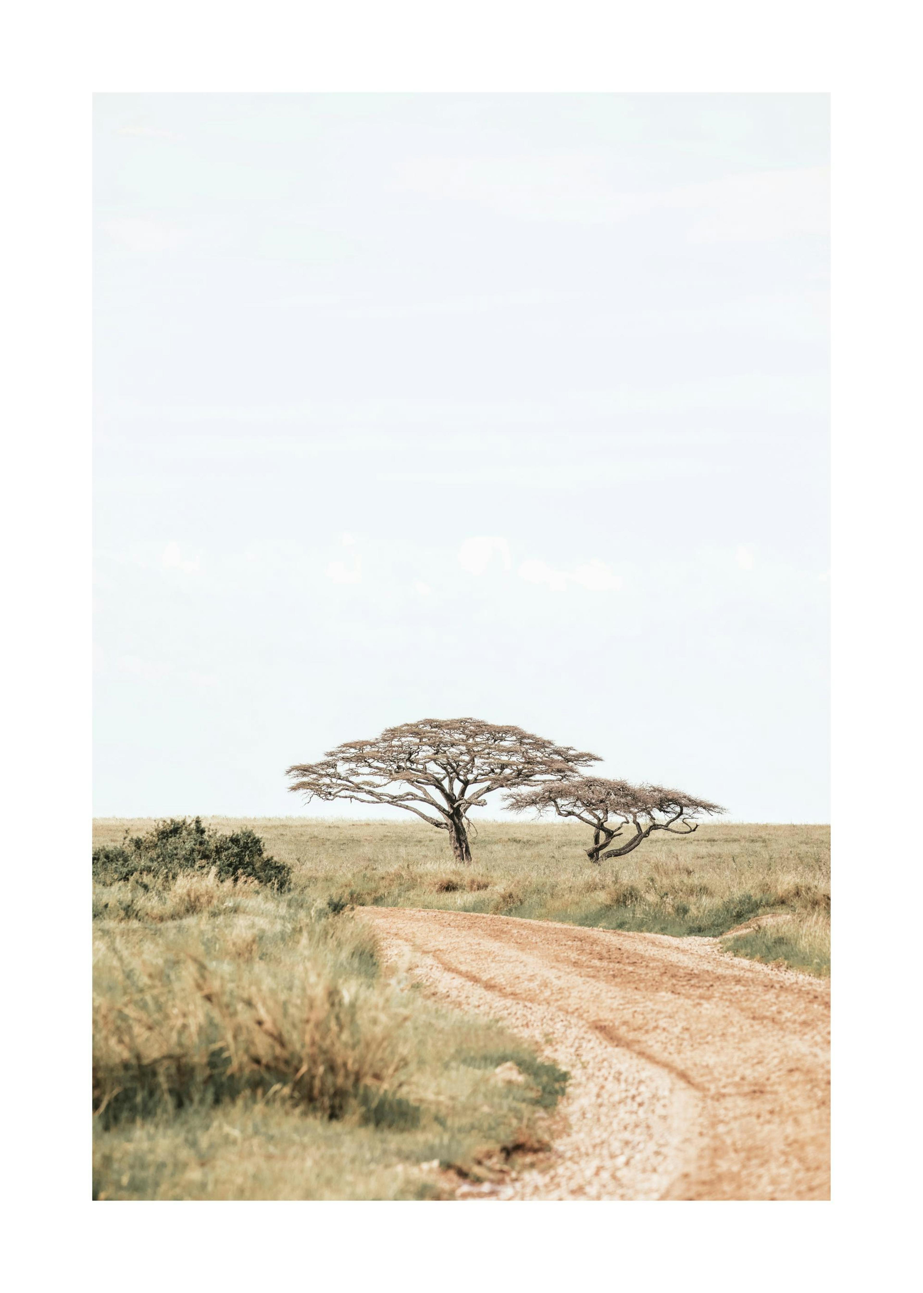Road to Serengeti​ Print 0