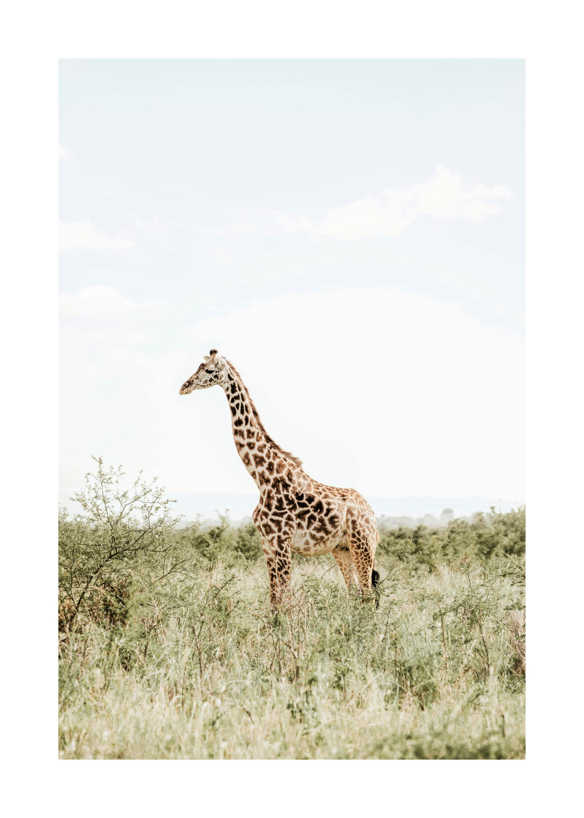 Elegant Giraffe Print 0