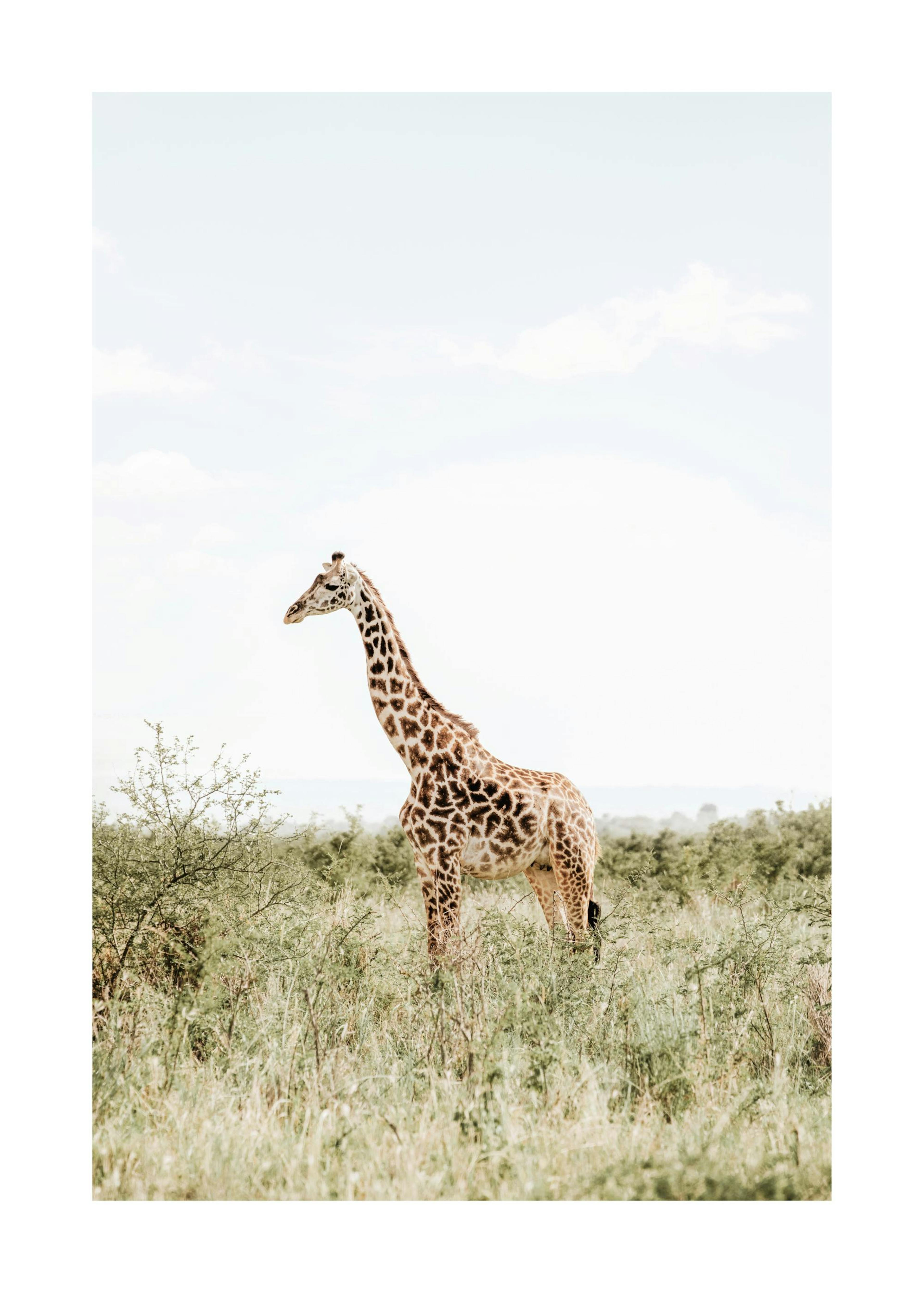 Elegant Giraffe​ Print 0