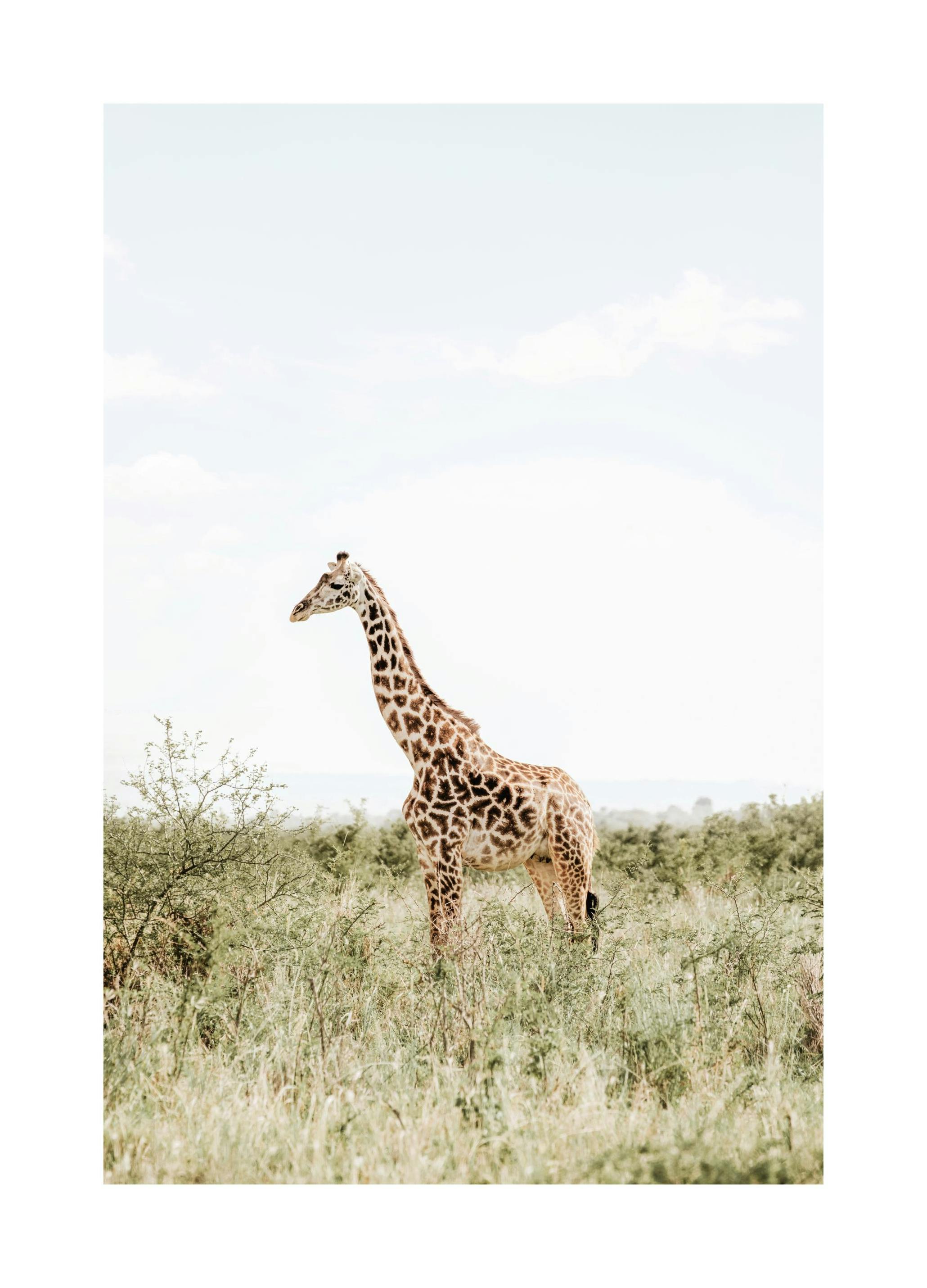 Elegant Giraffeâ Poster (30x40 cm) - Studio Savanna