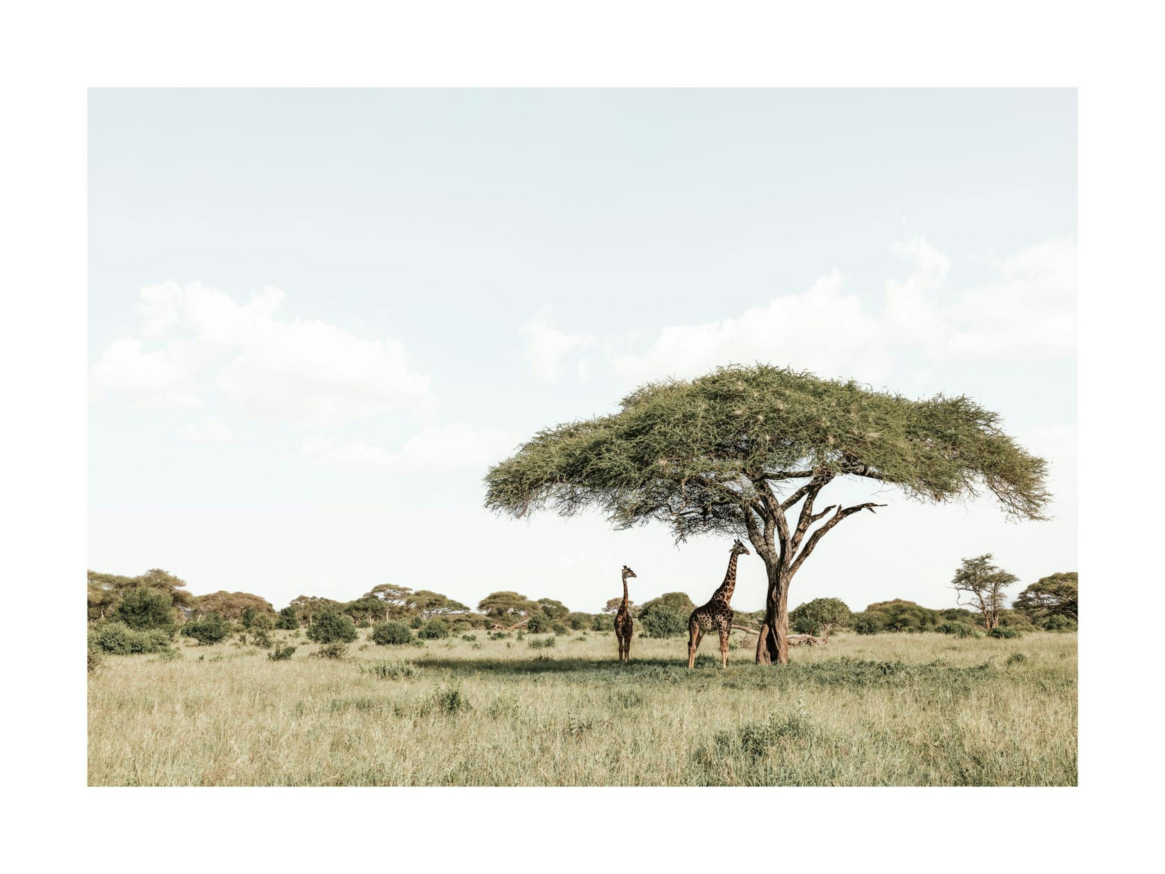 Giraffes in Shadow​ Print