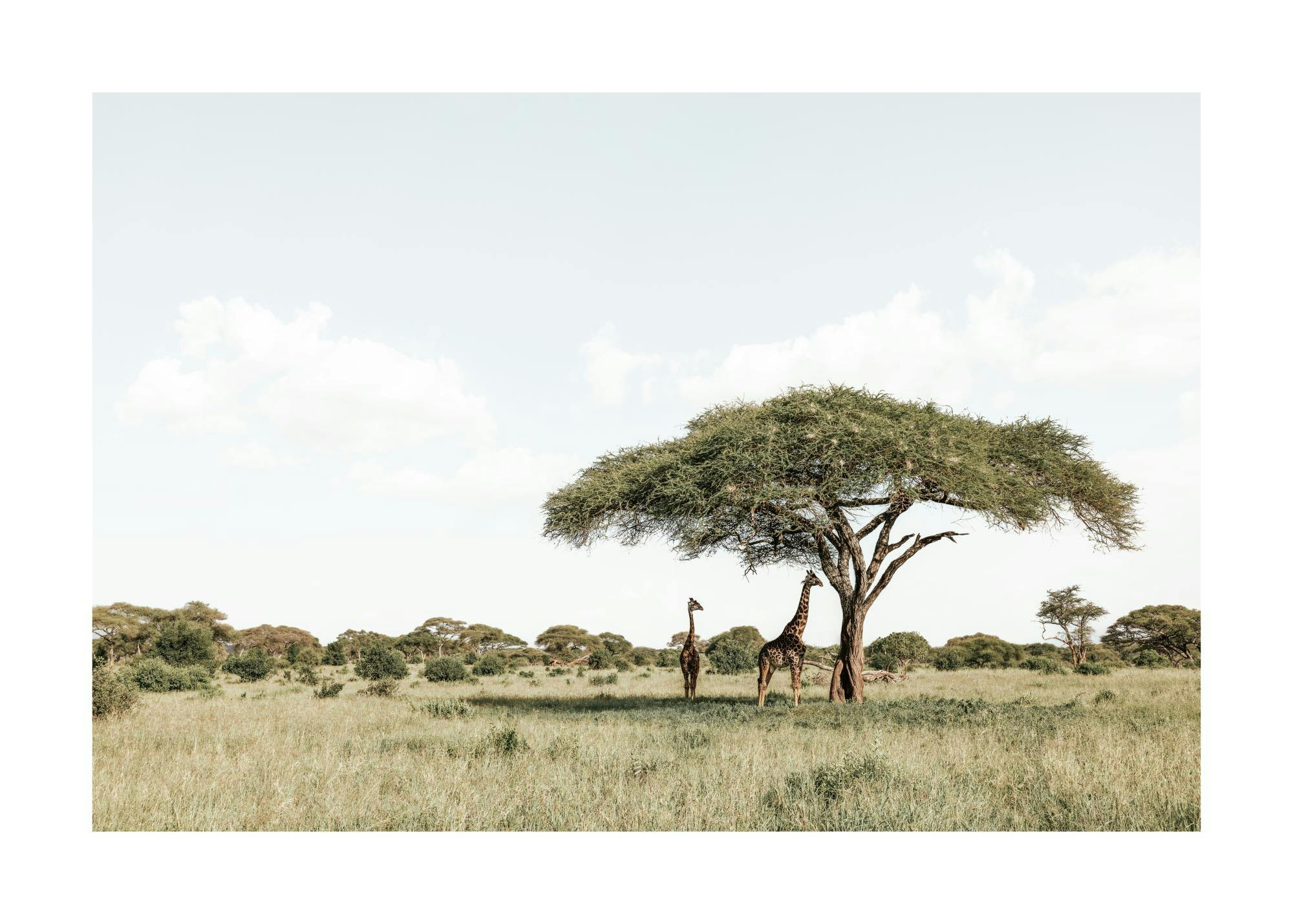 Giraffes in Shadow Print 0