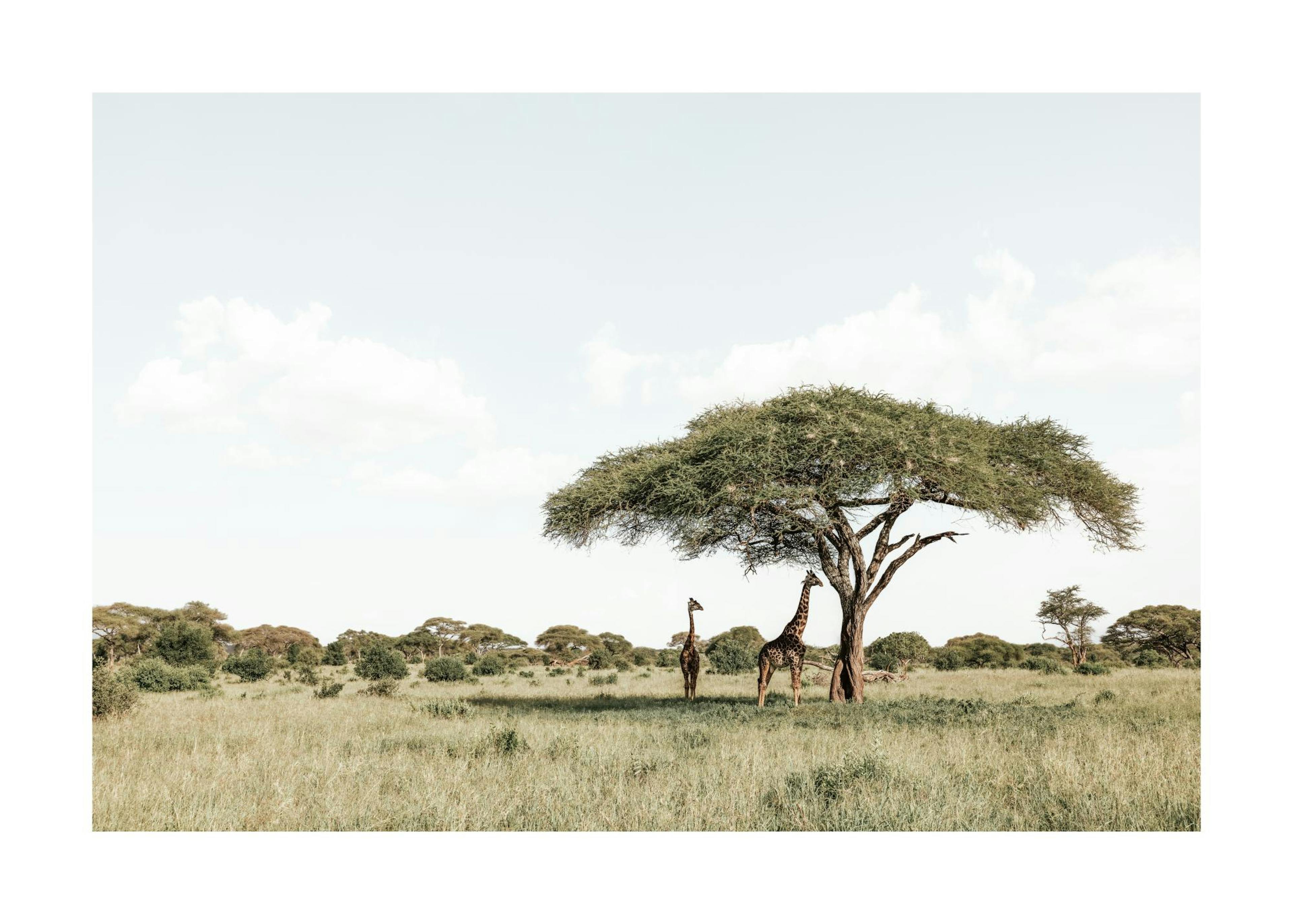 Giraffes in Shadow​ Print 0