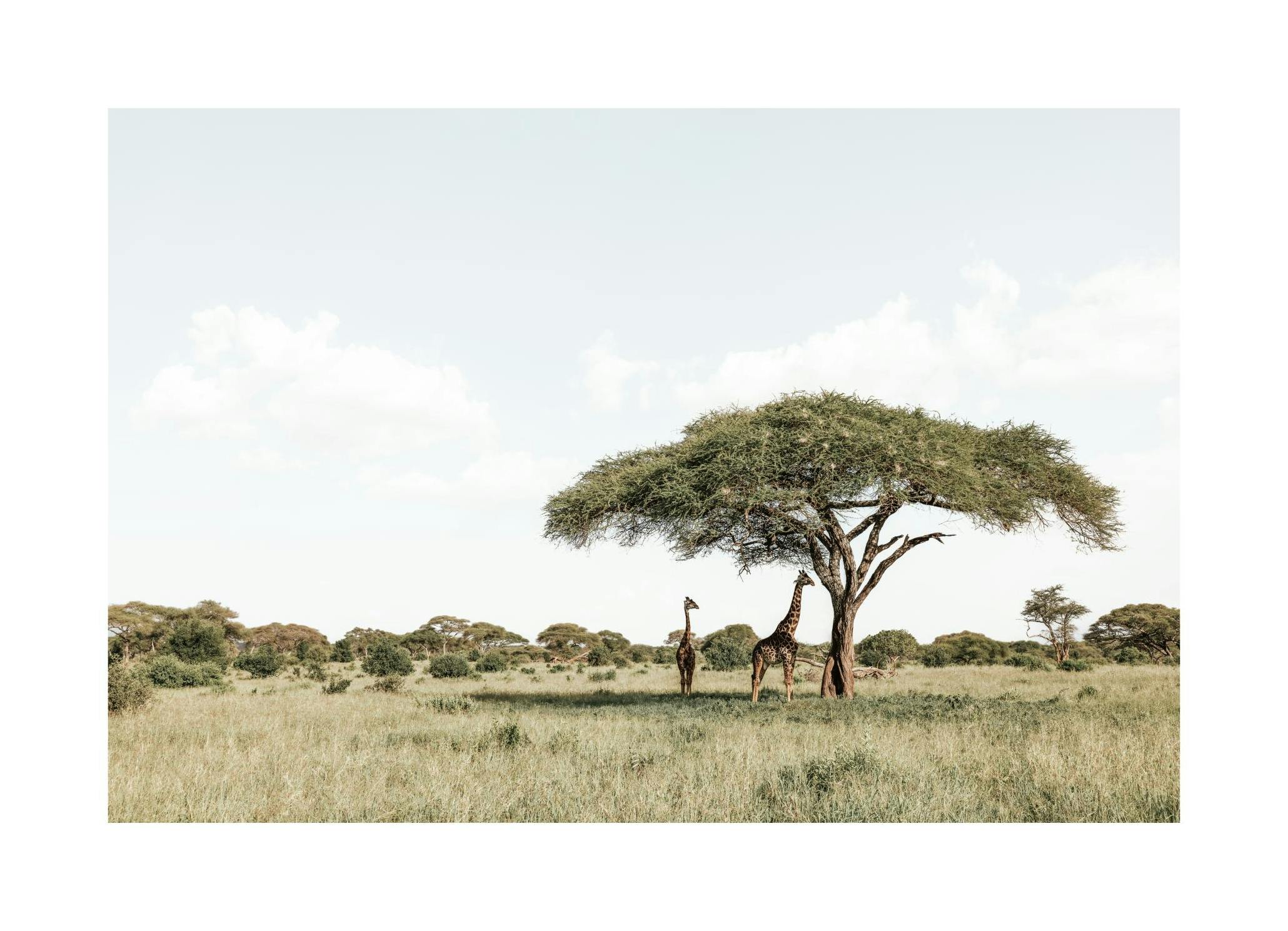 Giraffes in Shadowâ Poster (50x70 cm) - Studio Savanna