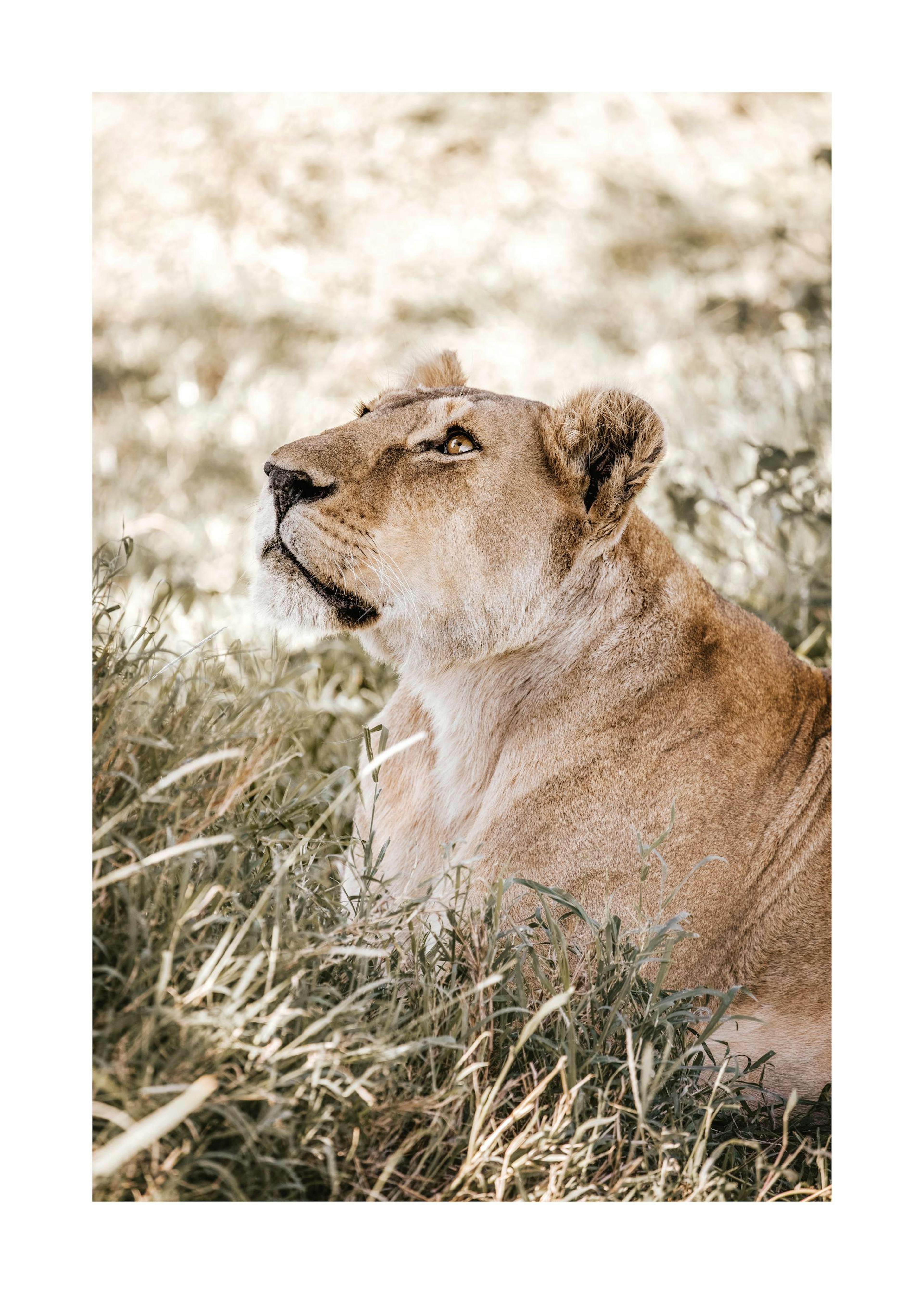 Sky Gazing Lion​ Print 0