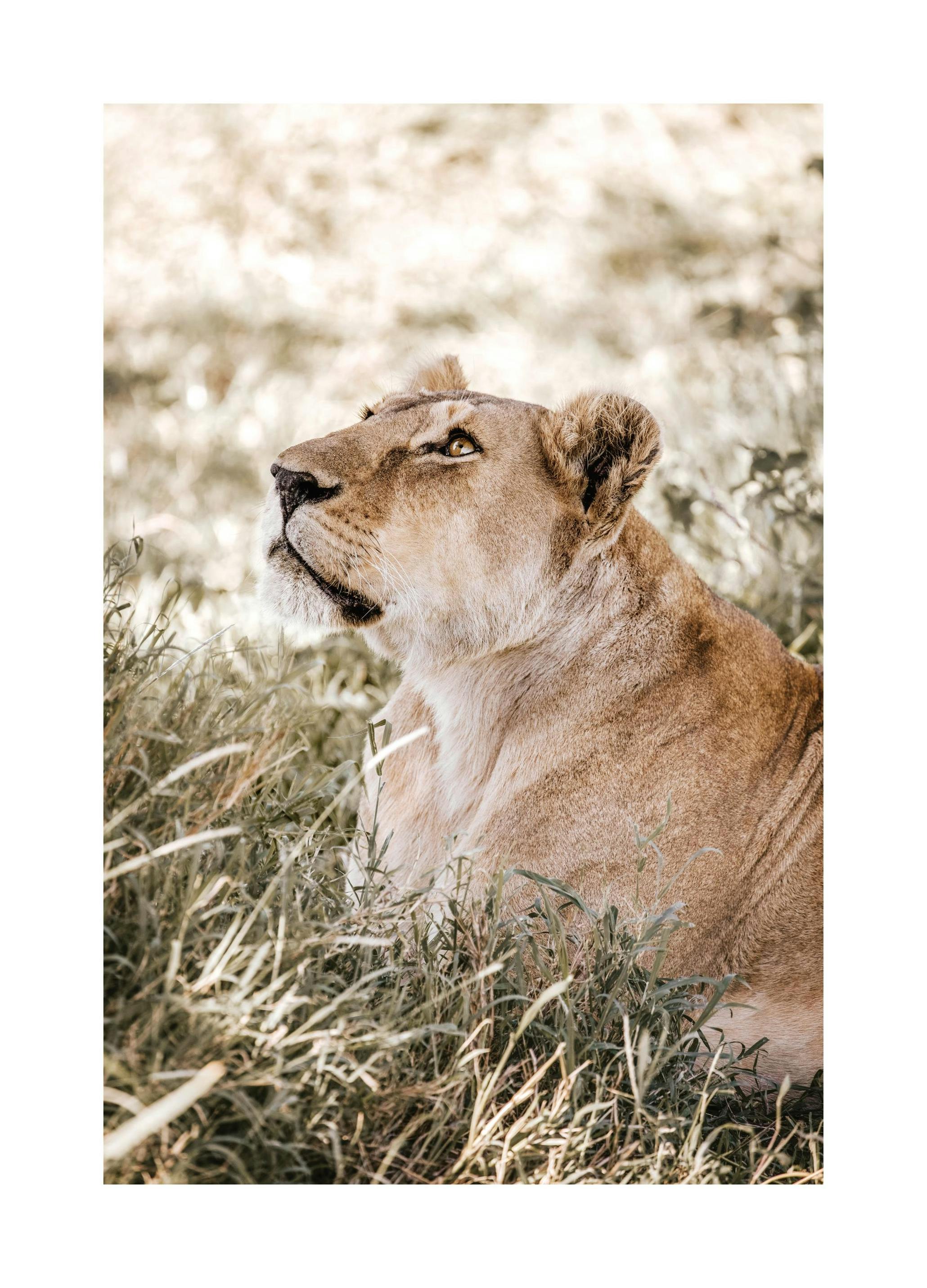Sky Gazing Lionâ Poster (30x40 cm) - Studio Savanna