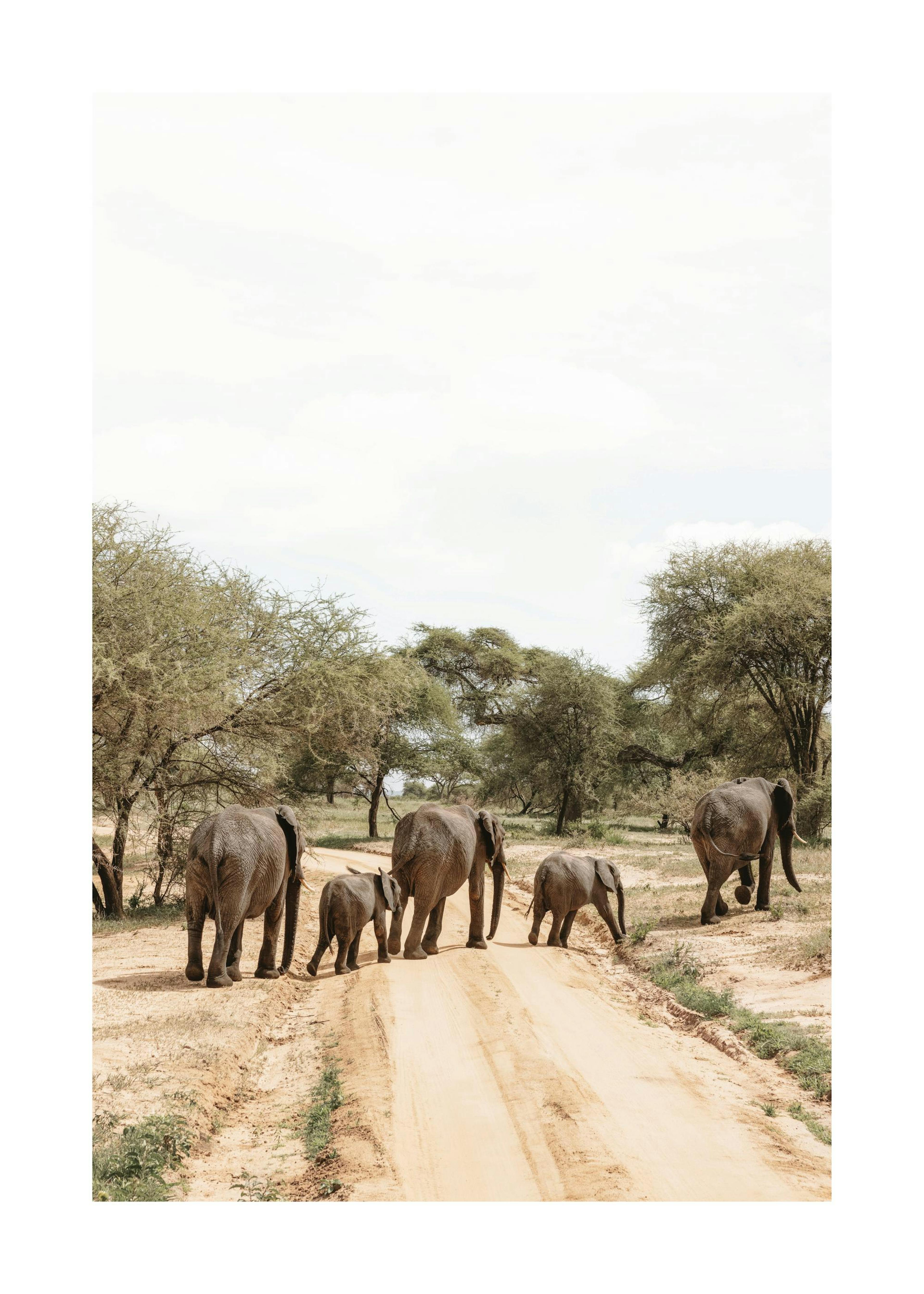 An Elephant’s Journey​ Print 0