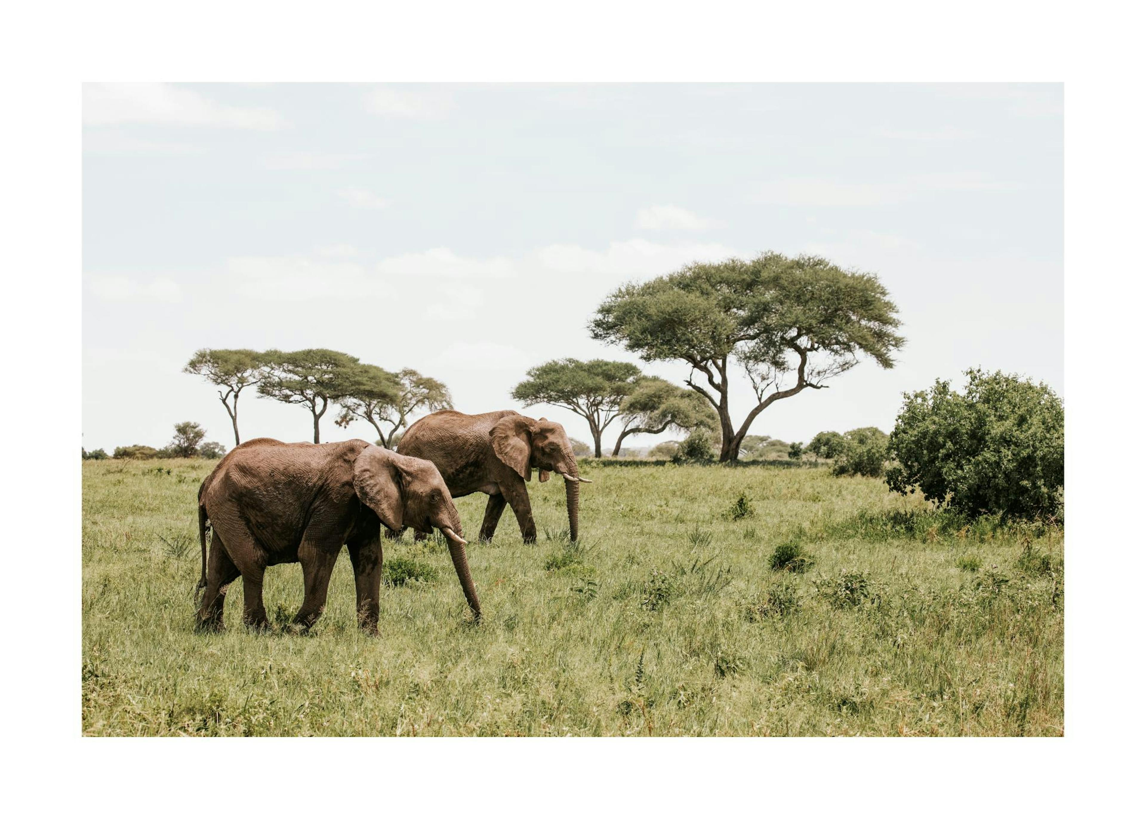 Elephants in the Wild​ Print 0